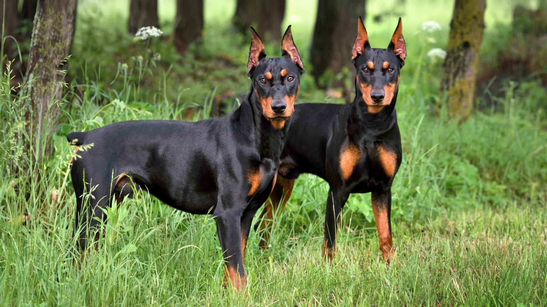 7 Rare Guard Dog Breeds for Unique Security Situations