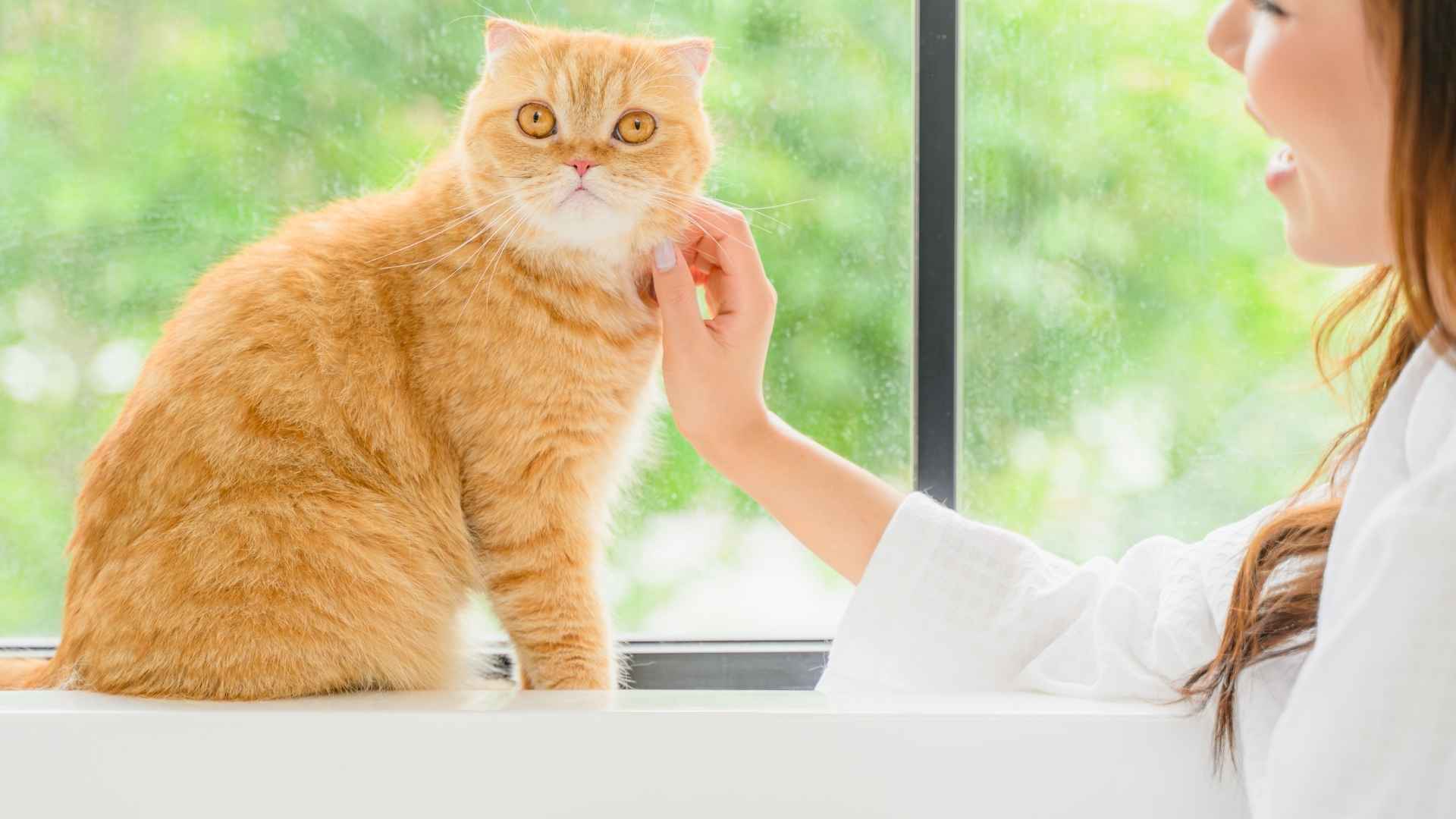 7 Short Hair Orange Cat Breeds That Make Great Companions