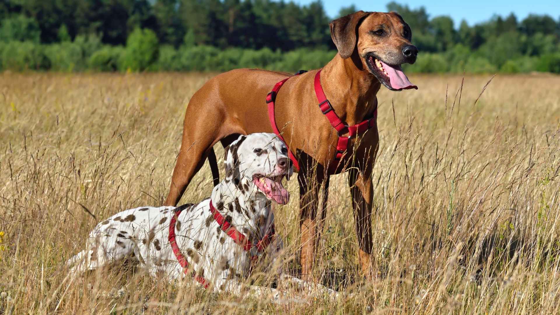 7 Skilled Pointer Dog Breeds That Excel in the Field