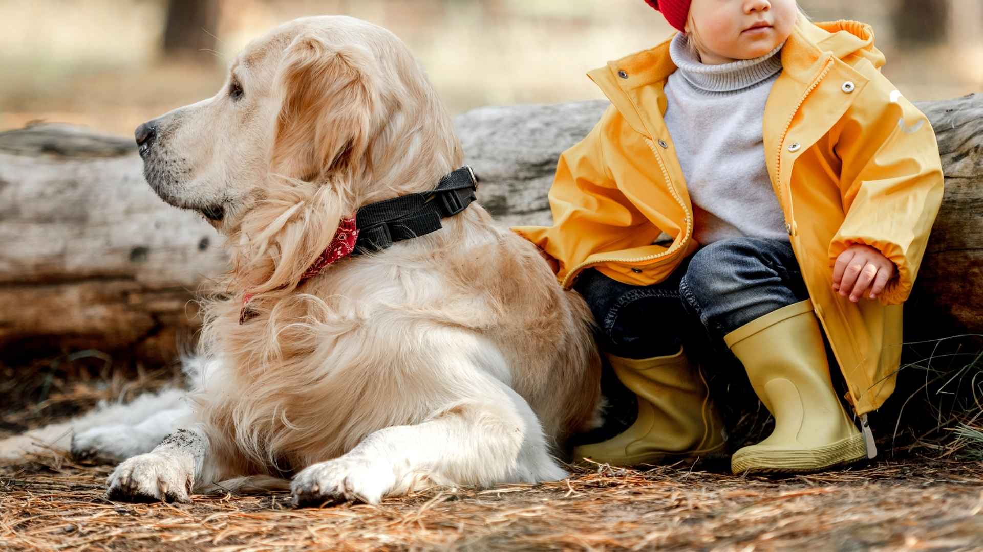 7 Best Guard Dog Breeds for Families with Children