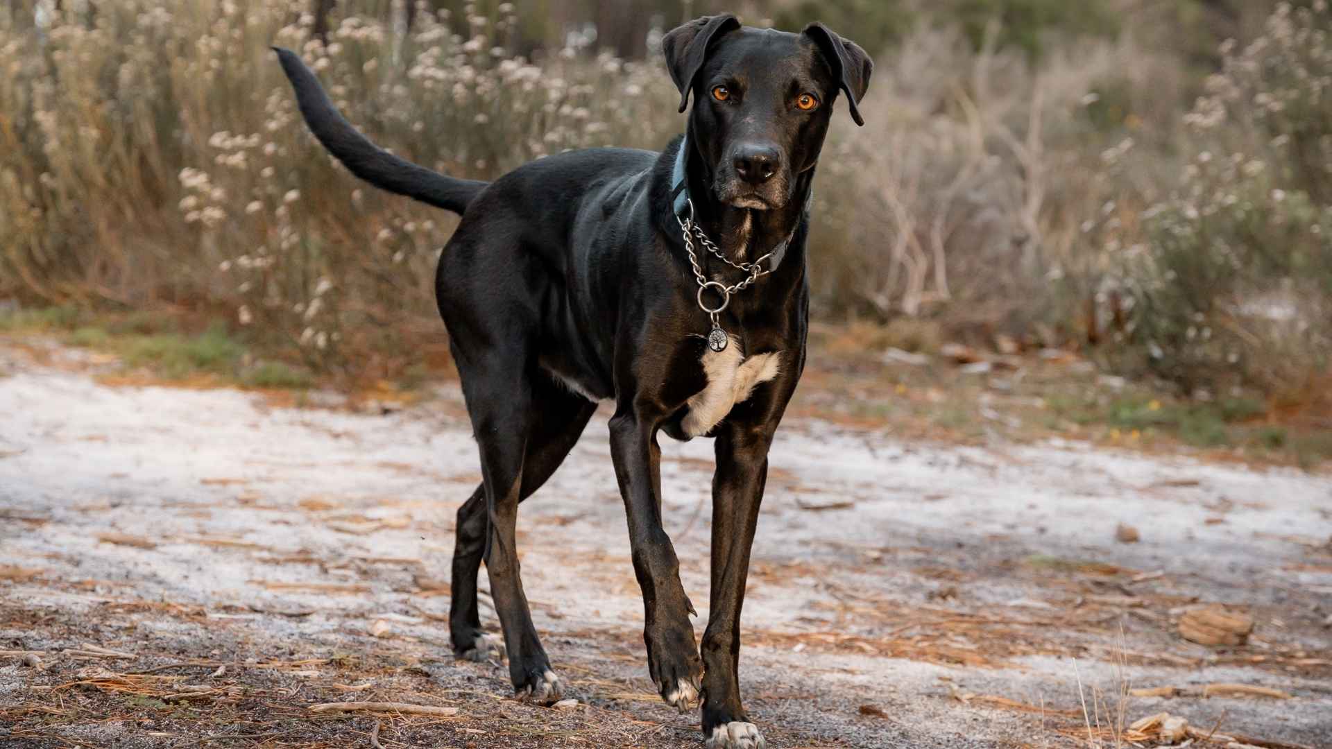 7 Sleek Black Hound Dog Breeds That Make Amazing Gaurd Dogs