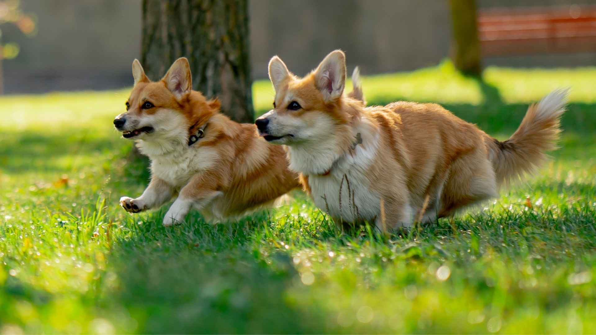 7 Smartest Dog Breeds On The Planet You Need to Know