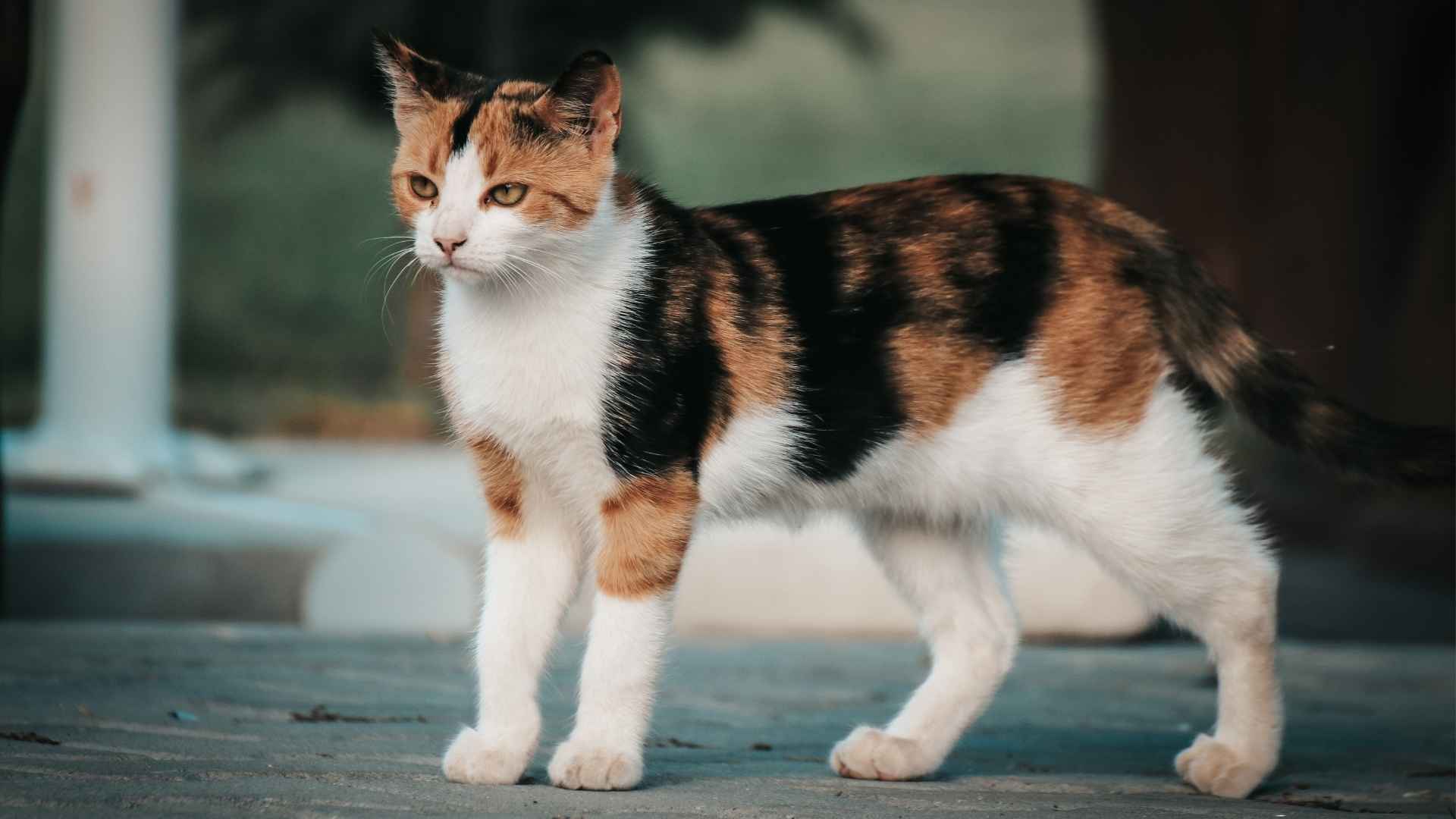 7 Stunning MultiColor Cat Breeds That Will Leave You in Awe