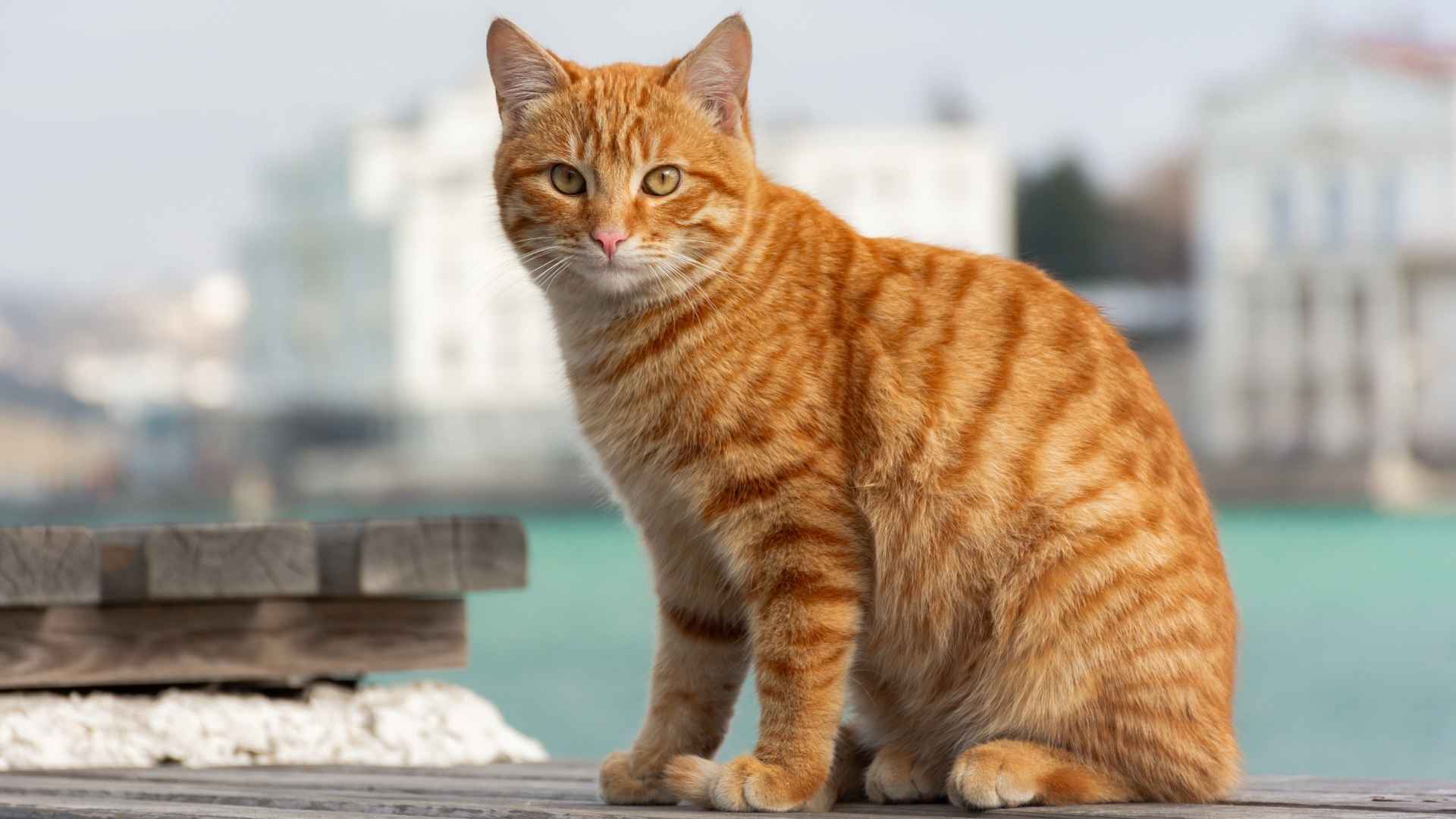 7 Stunning Orange Striped Cat Breeds You’ll Love