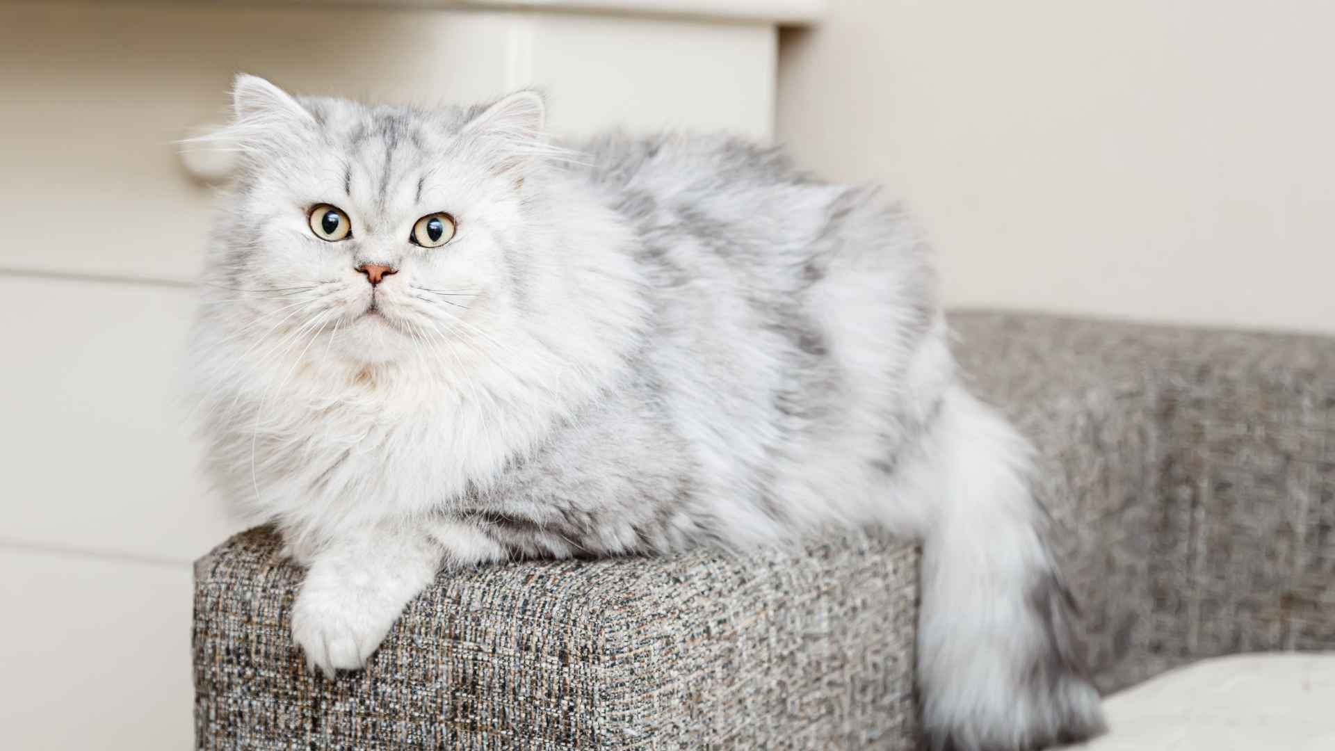 7 Super Fluffy Cat Breeds That Feel Like Hugging a Cloud