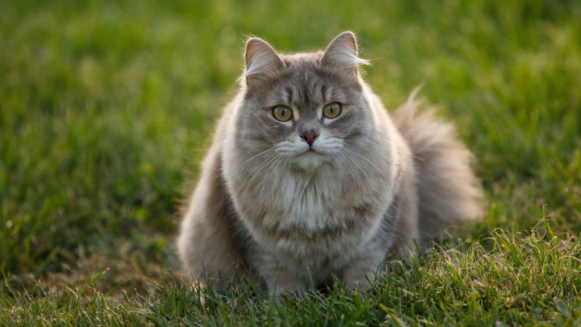 7 Super Silky Hair Cat Breeds With the Most Touchable Fur