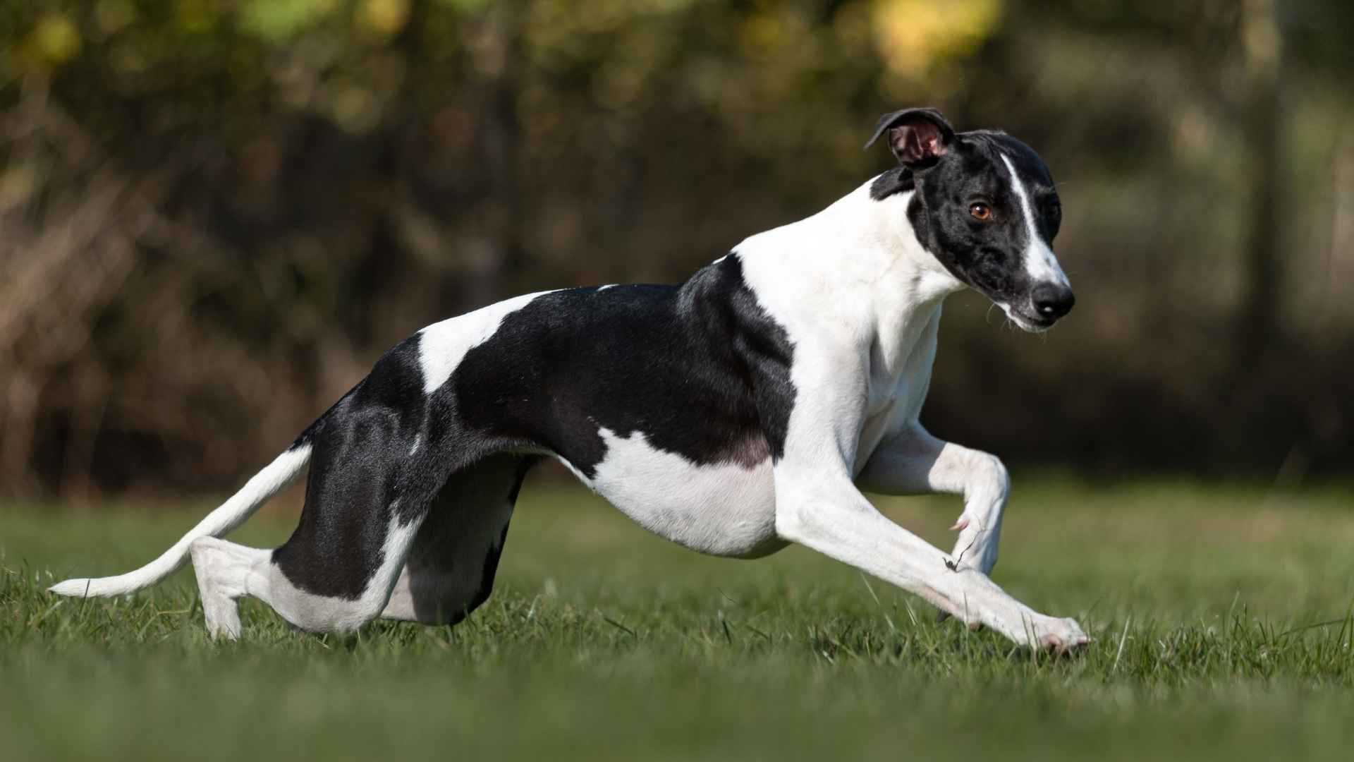 7 Track Star Dog Breeds That Think Marathon Runners Are Lazy