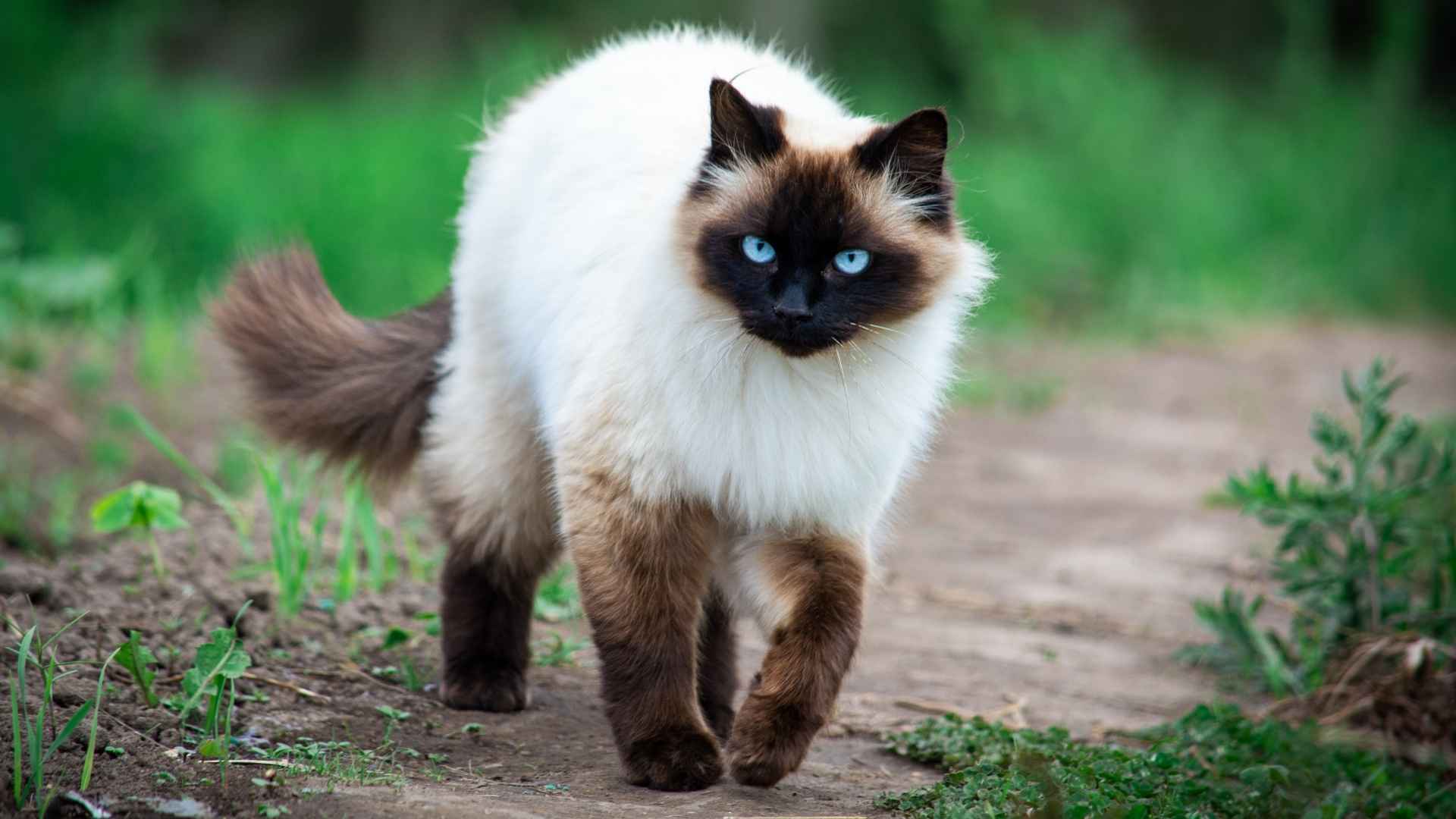 himalayan cat