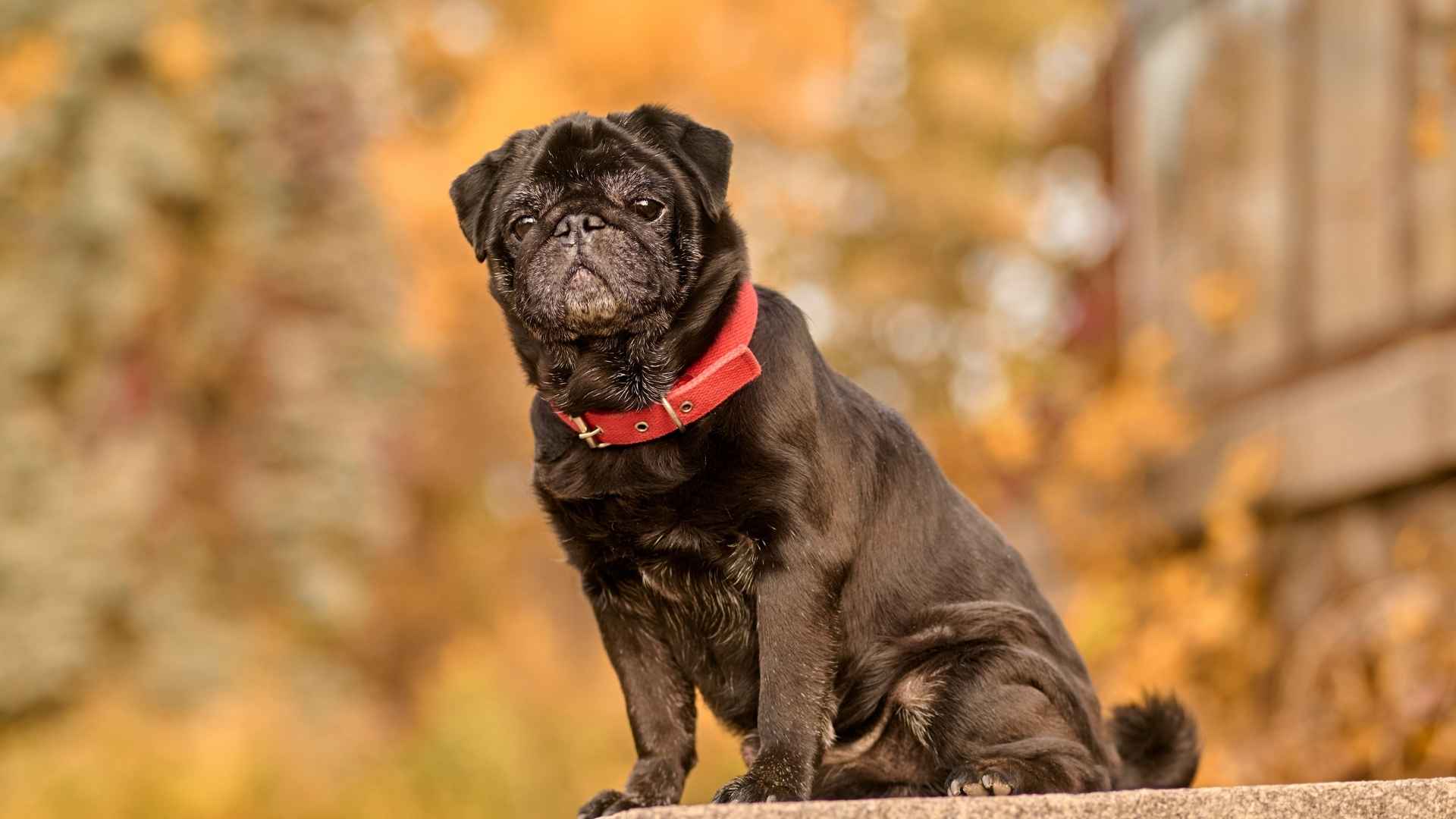 7 Unique Dog Breeds with Black Around Eyes You Must See