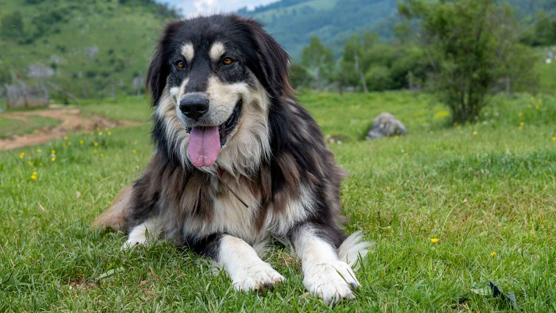 7 Unique Turkish Dog Breed