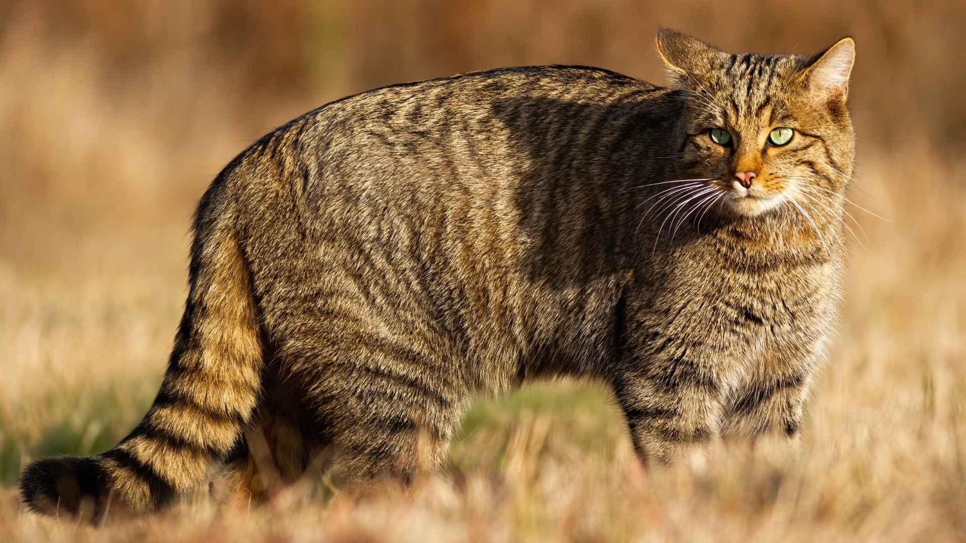 7 Very Large Cat Breeds in the World That Make the Best Pets