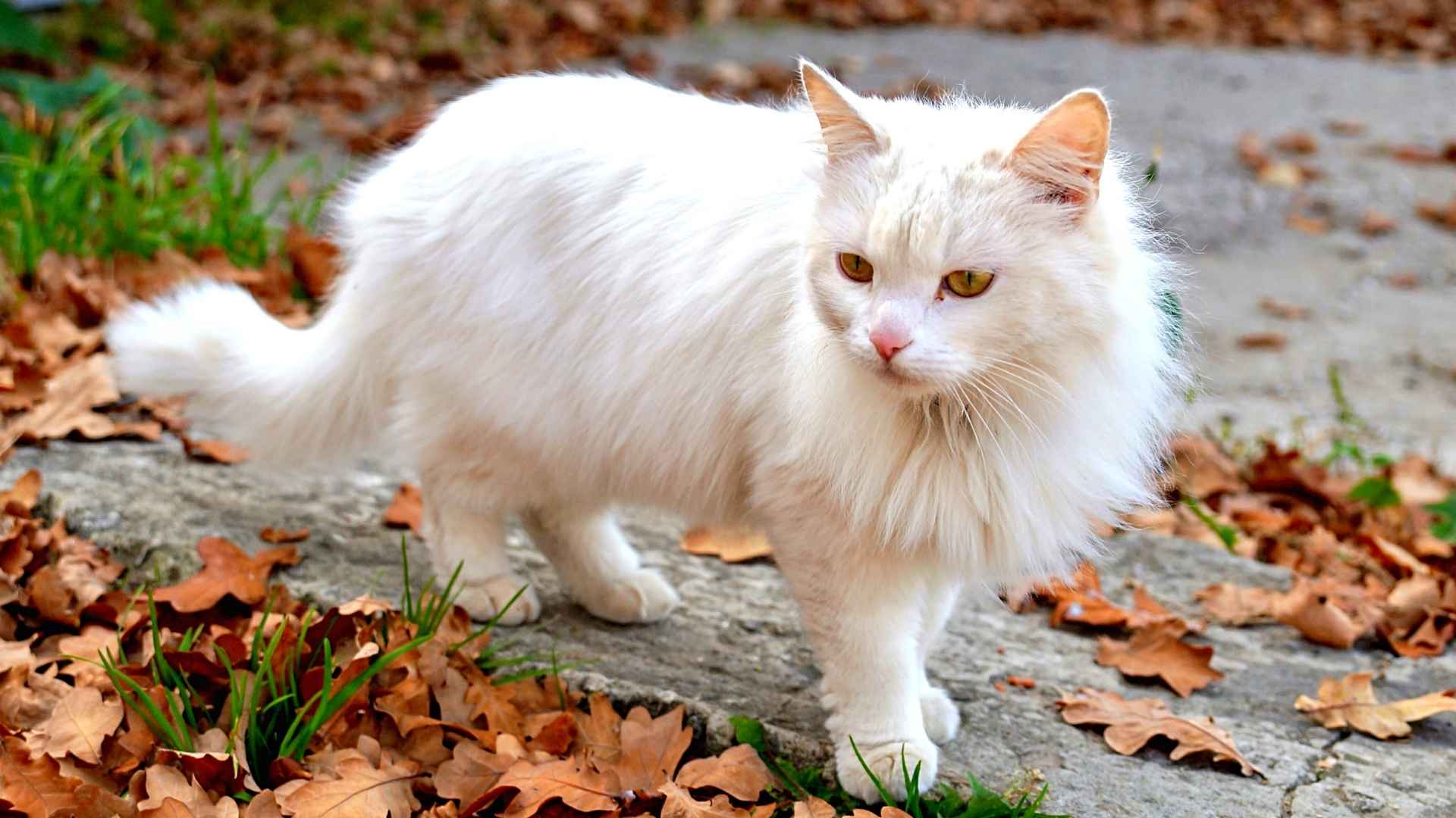 7 Vintage Cat Breeds: Timeless Felines with Stories to Tell