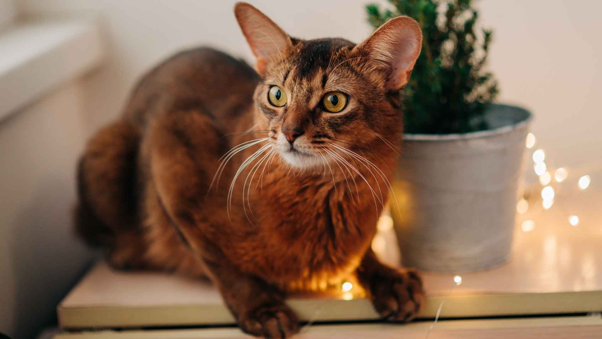 7 World's Most Elegant Cat Breeds That Exude Grace and Charm