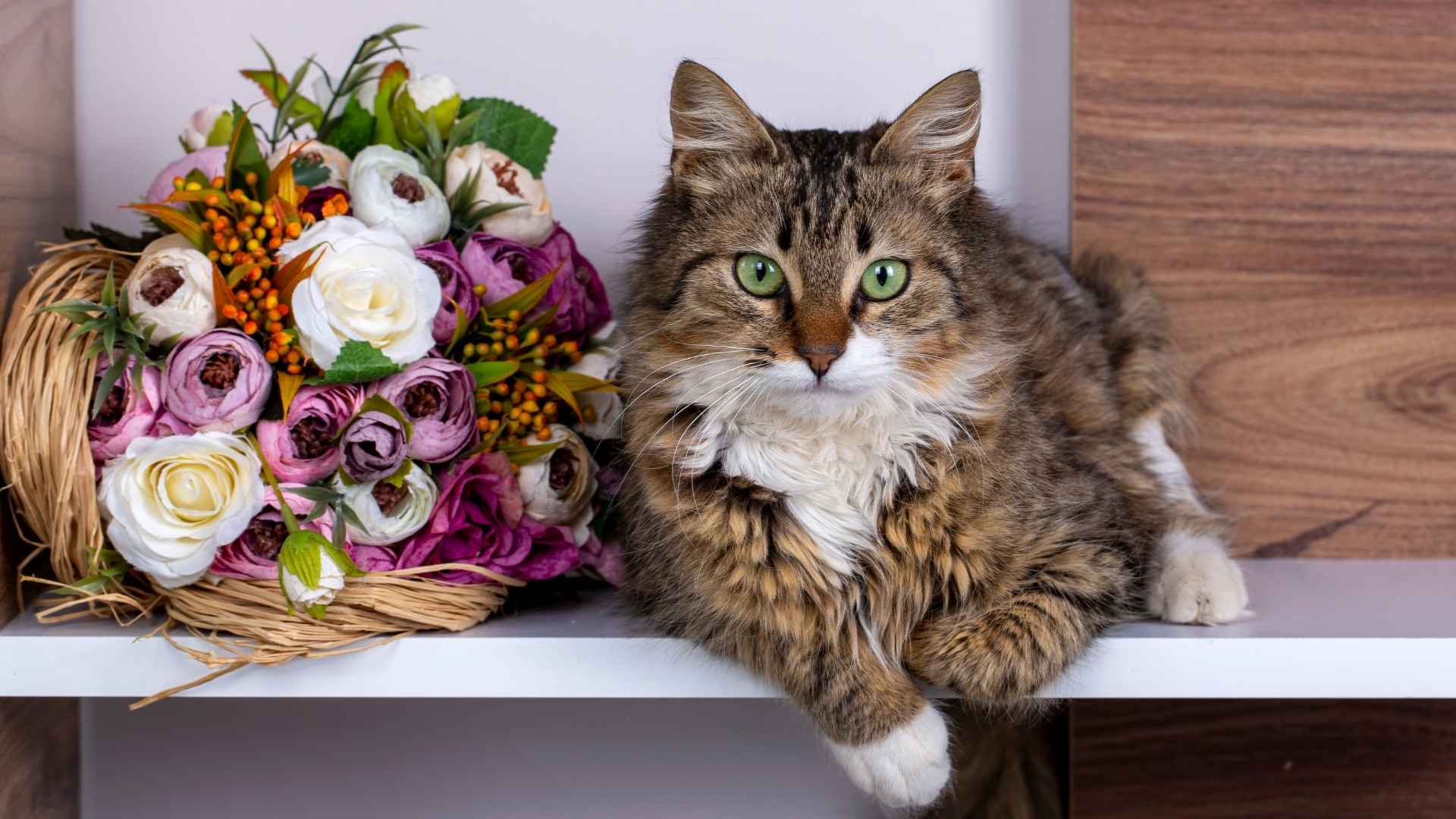 9 Adorable Long-Haired Tabby Cat Breeds You Need to Know About