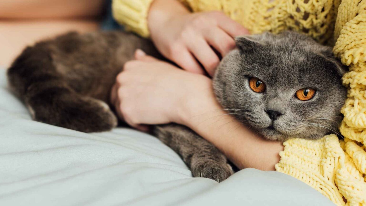 9 Best Cat Breeds That Are Cuddly