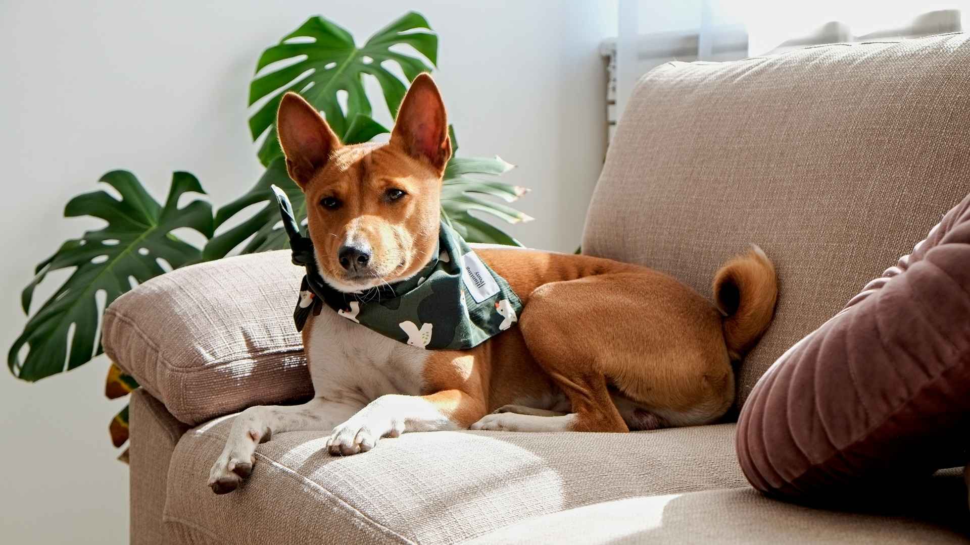 9 Best Dog Breeds That Don't Mind Being Home Alone for Hours