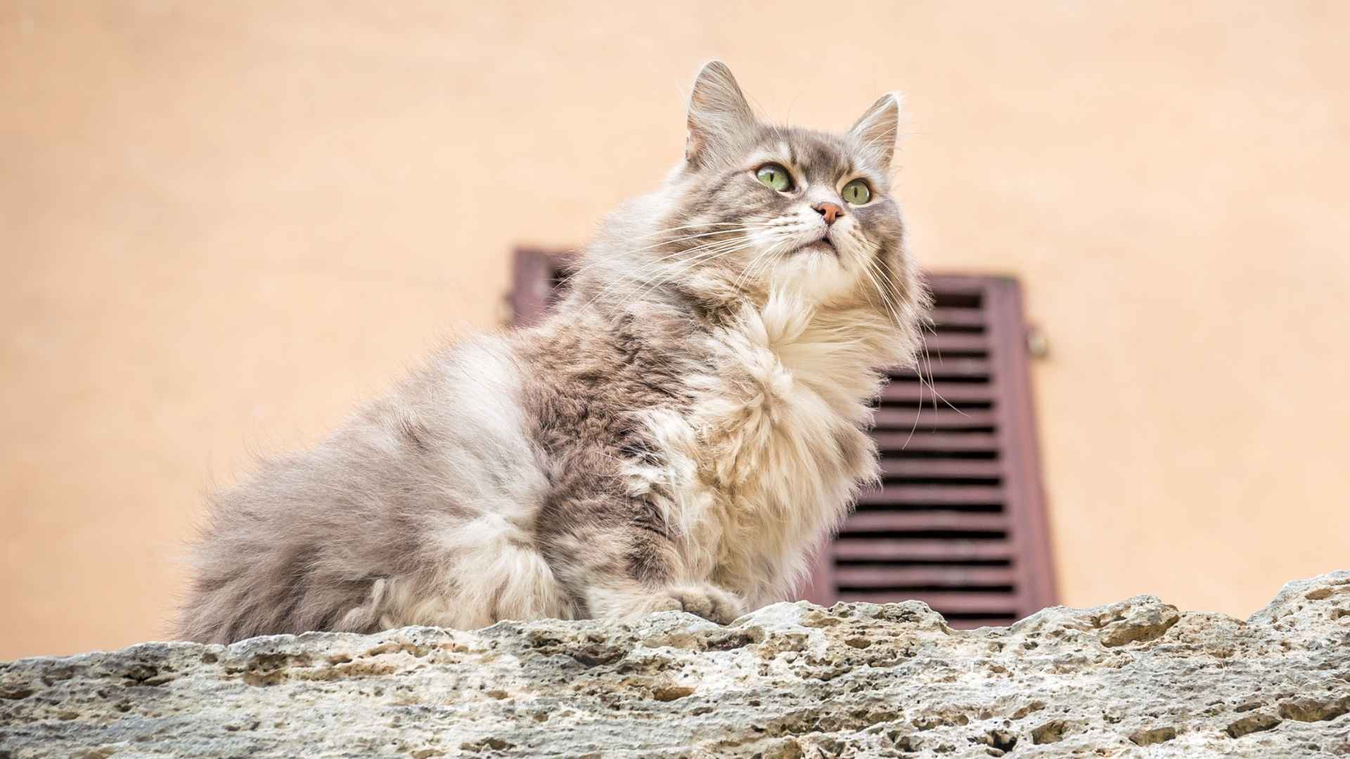 9 Best Domestic Long Hair Cat Breeds to Consider for Your Home