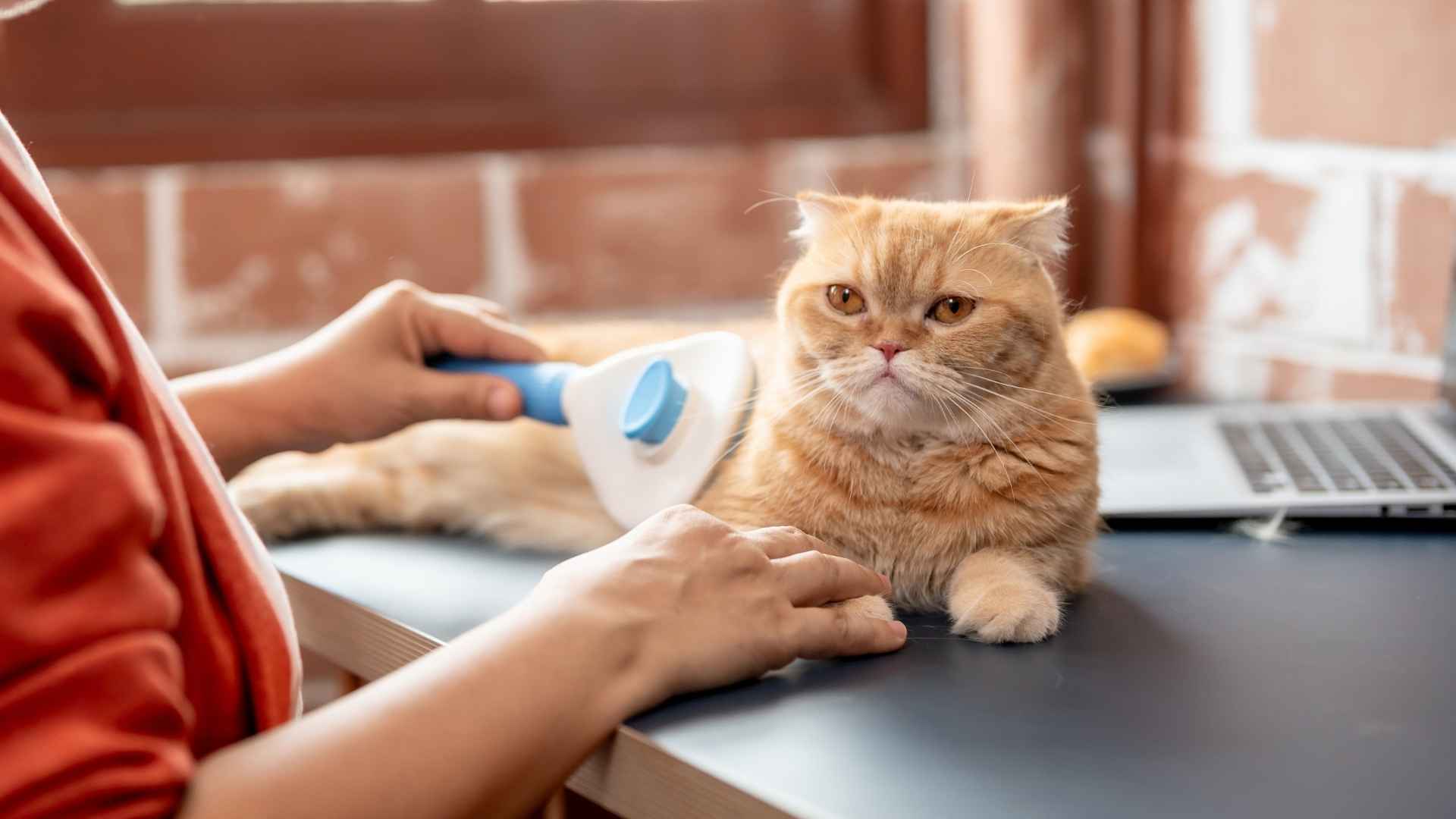 9 Best Low Shedding Cat Breeds: Shed Less, Cuddle More!