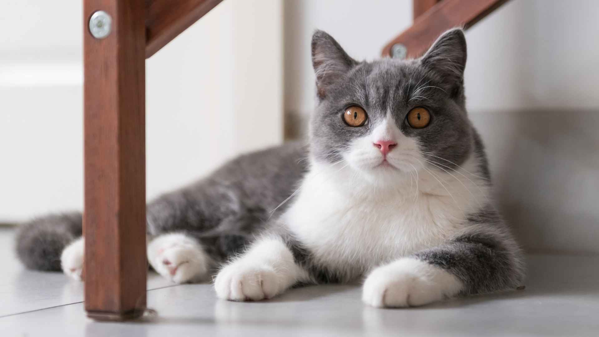 9 Best Types of Shorthair Cats: Sleek, Low-Maintenance, and Adorable