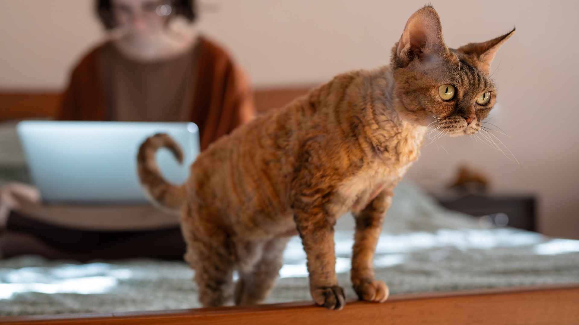 9 Cat Breeds That Are Protective and Watch Over Their Humans​