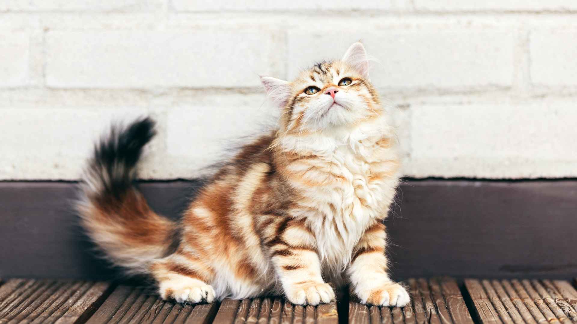 9 Cat Breeds With Curled Tails That Stand Out from the Crowd