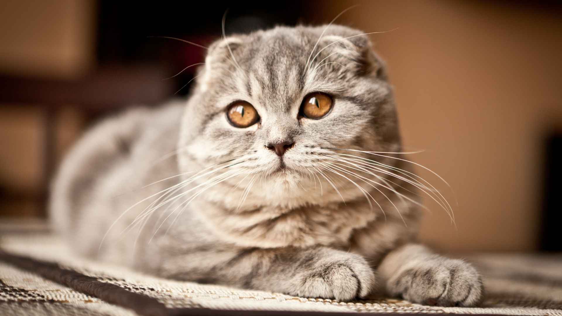 9 Cat Breeds that are Cute and Will Melt Your Heart
