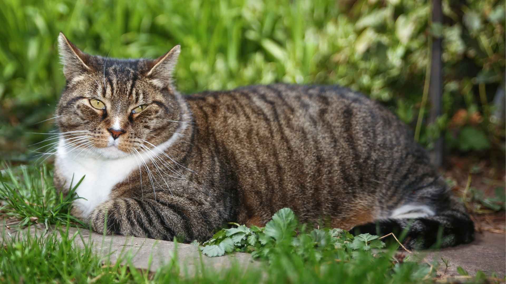 9 Different Tabby Cat Breeds: Patterns and Characteristics