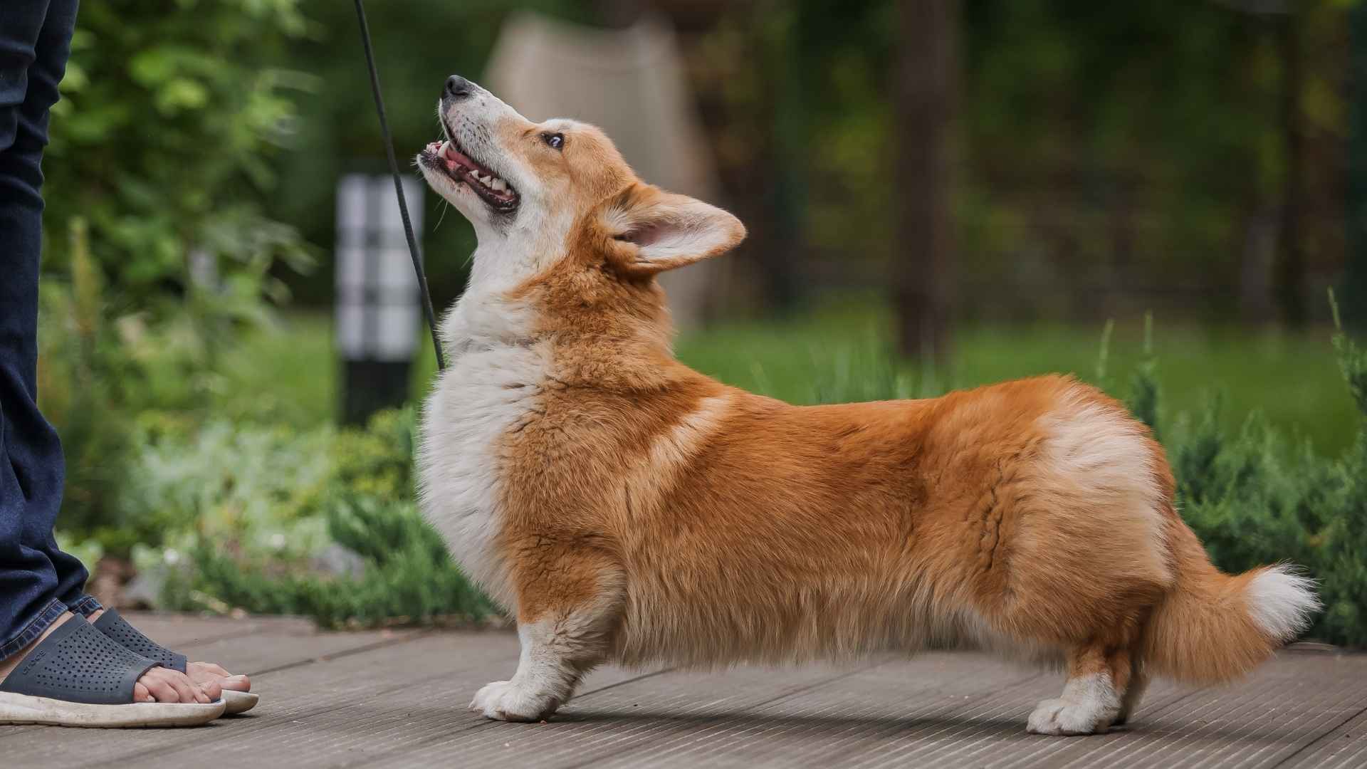 9 Difficult to Train Dog Breeds That Are Totally Worth the Effort