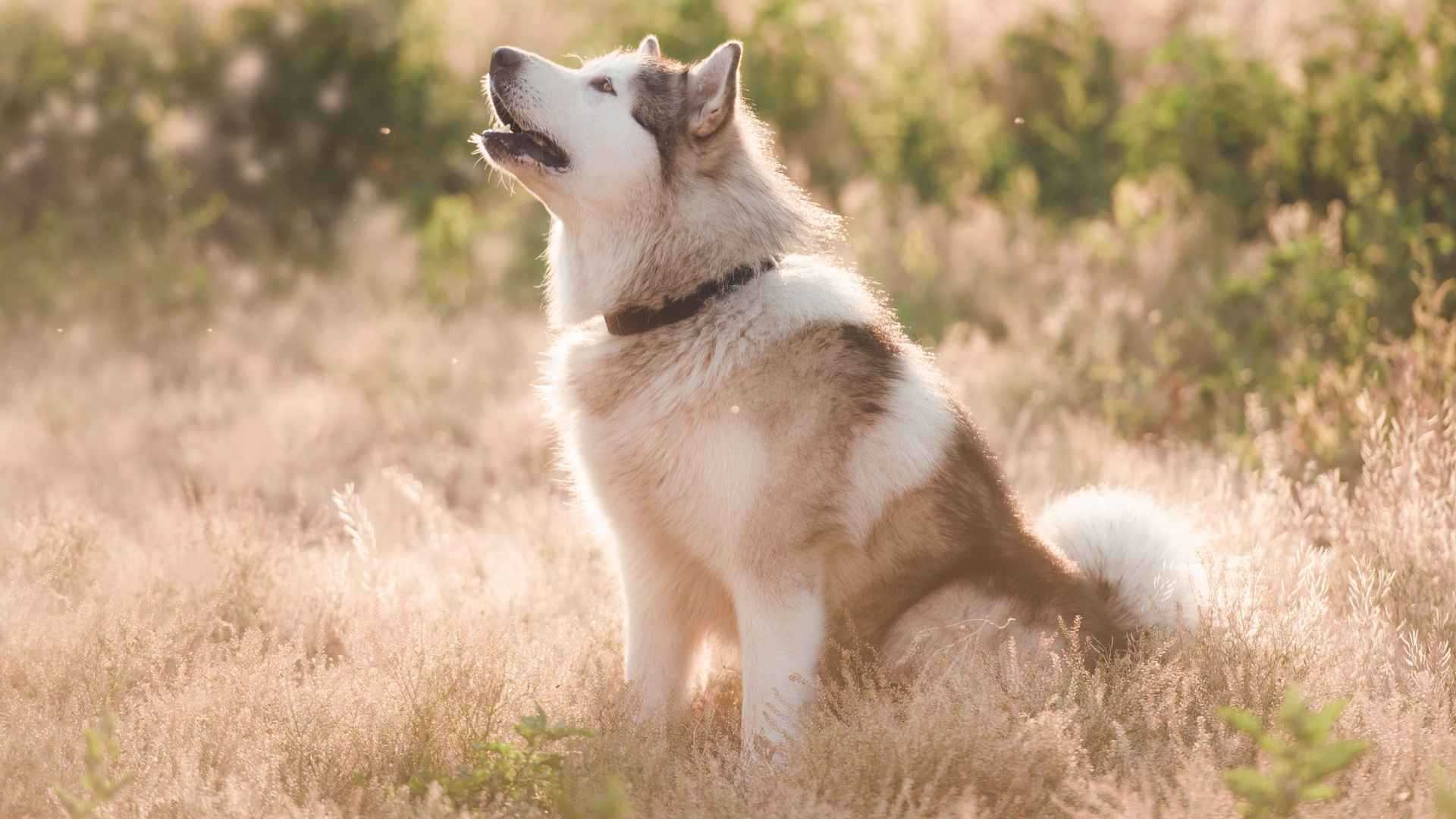 9 Extremely Vocal Dog Breeds That Never Run Out of Things to Say