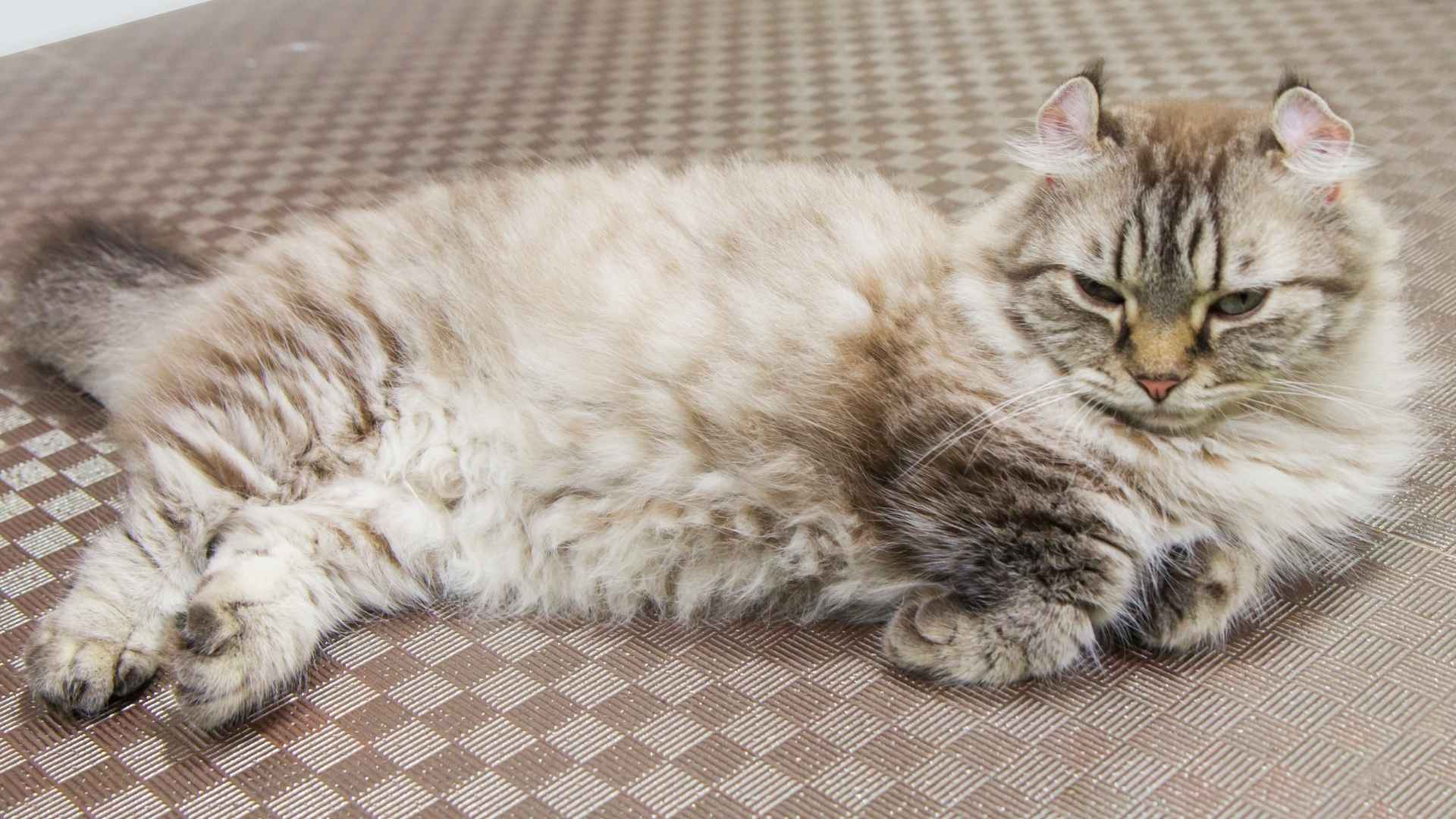 9 Fascinating Strange Looking Cat Breeds You Need to Know About