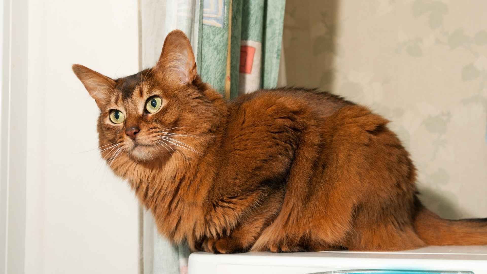 9 Majestic Cats That Look Like Lions for Your Home