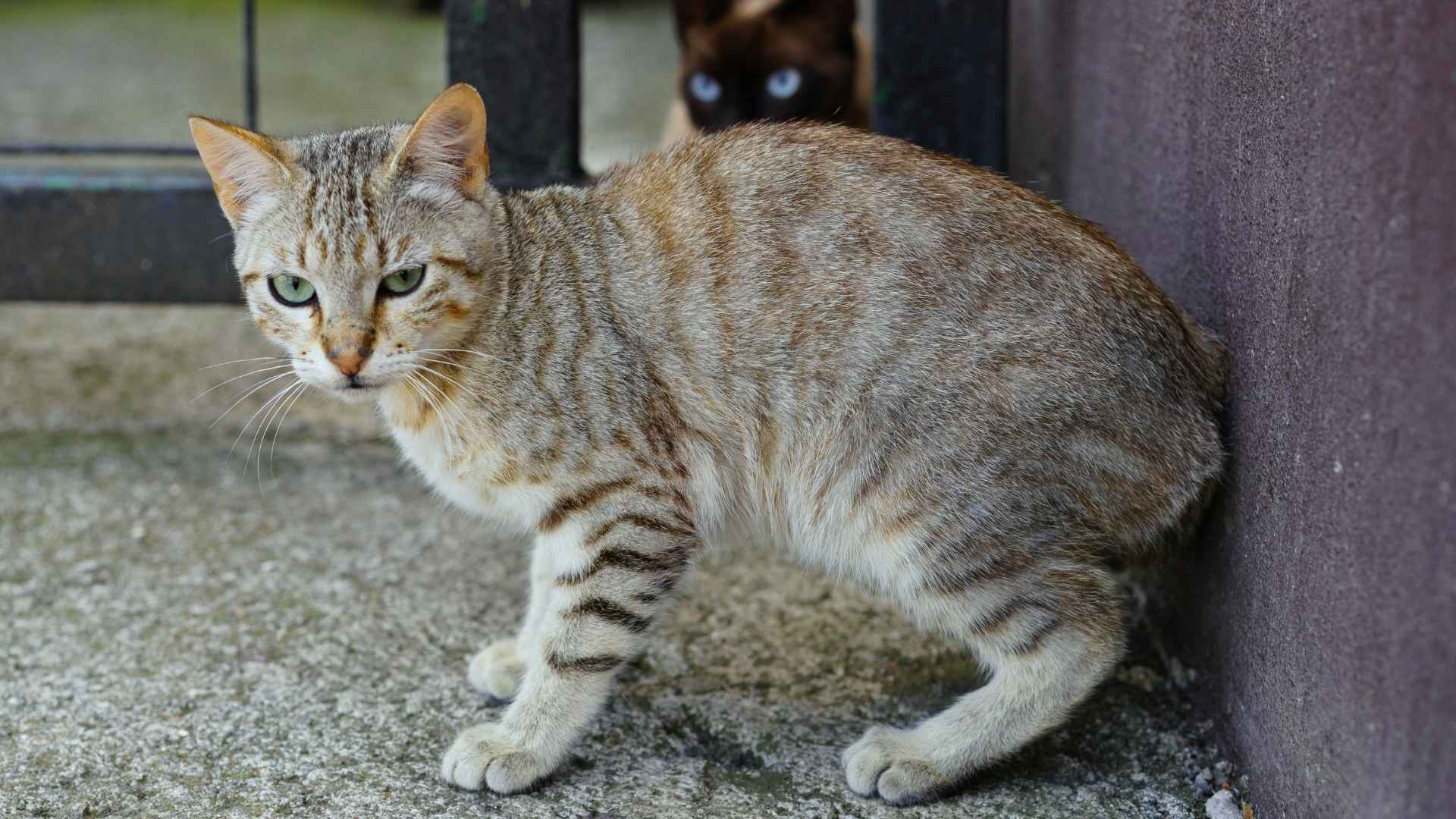 9 Most Aggressive Cats That Require Extra Patience