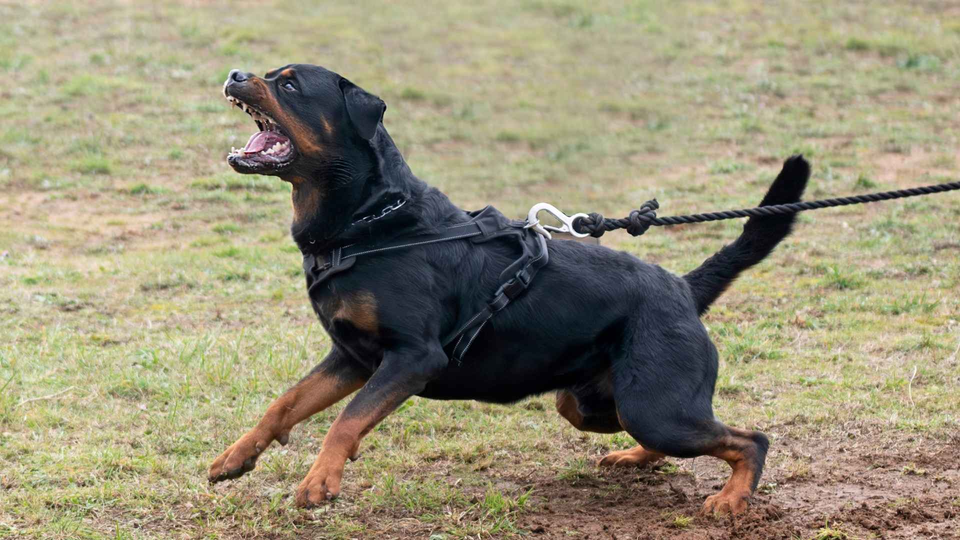 9 Most Aggressive Dog Breeds in the World You Need to Know
