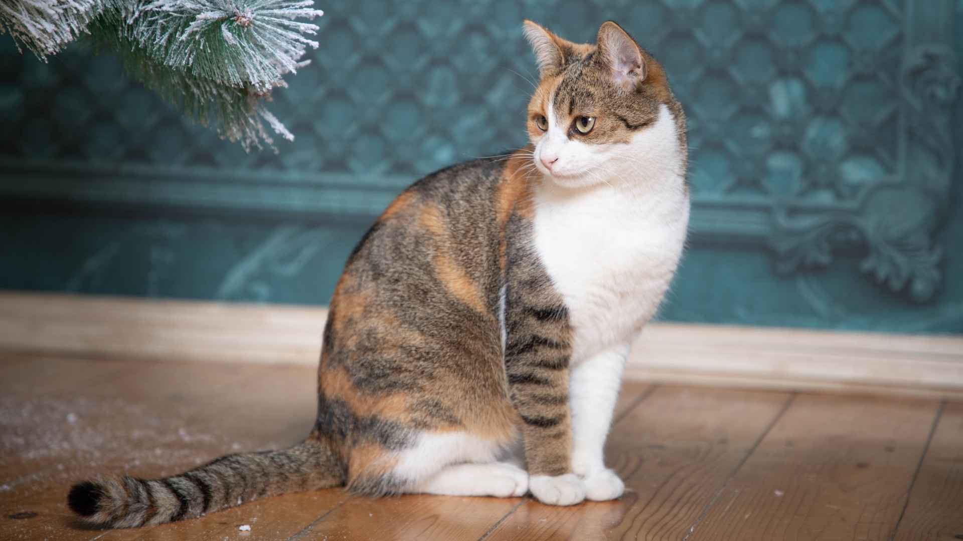 9 Most Beautiful Tricolor Cat Breeds with Unique Coat Patterns