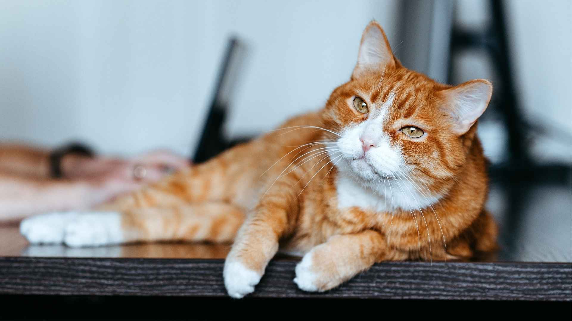 9 Most Chill Cats for Relaxed Living and Easy Companionship