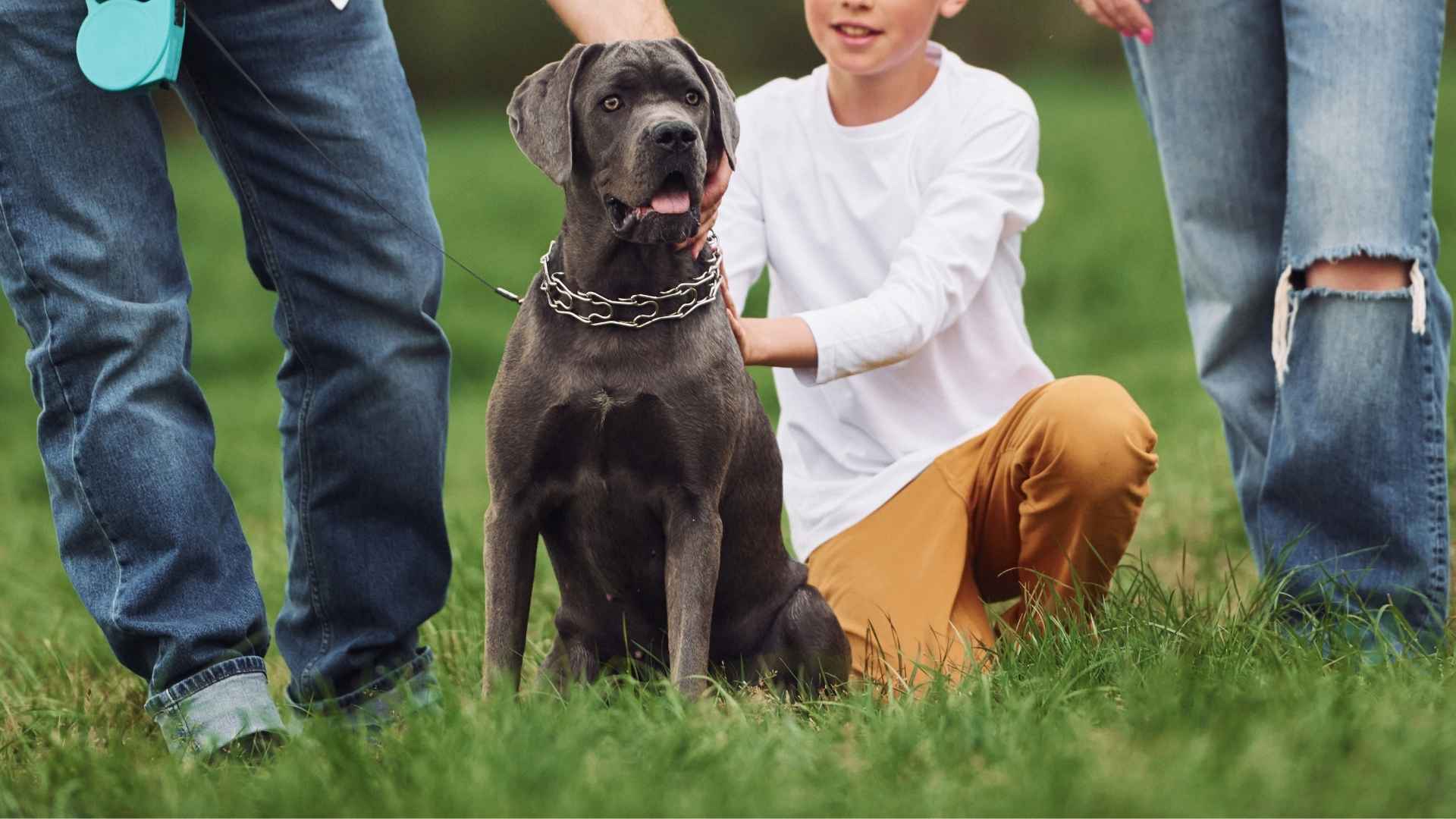 9 Most Devoted Dog Breeds That Make the Best Family Companions