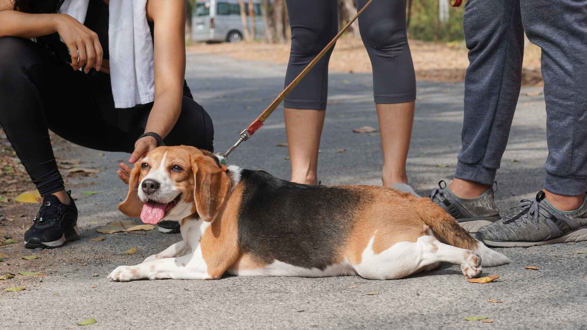 9 Most Dramatic Dog Breeds That Love to Steal the Spotlight