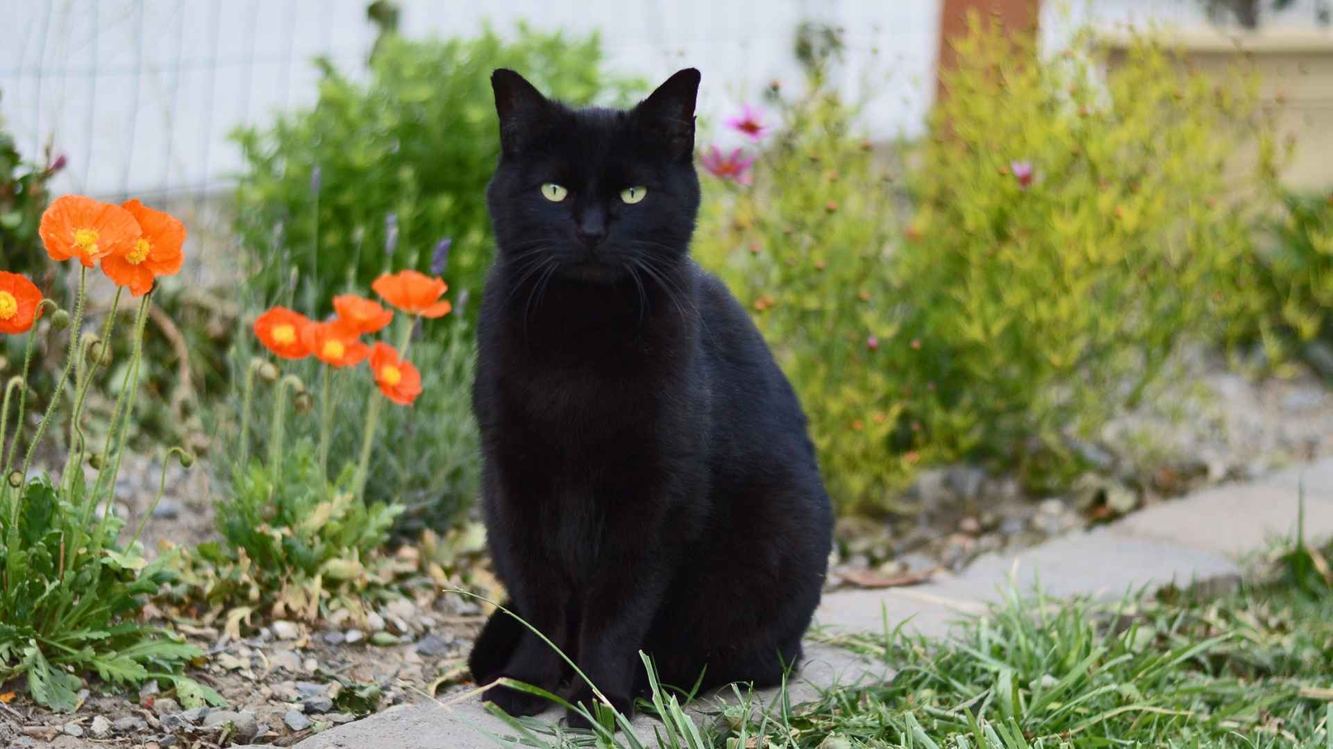 9 Most Exotic Black Cat Breeds That Will Captivate Any Cat Lover