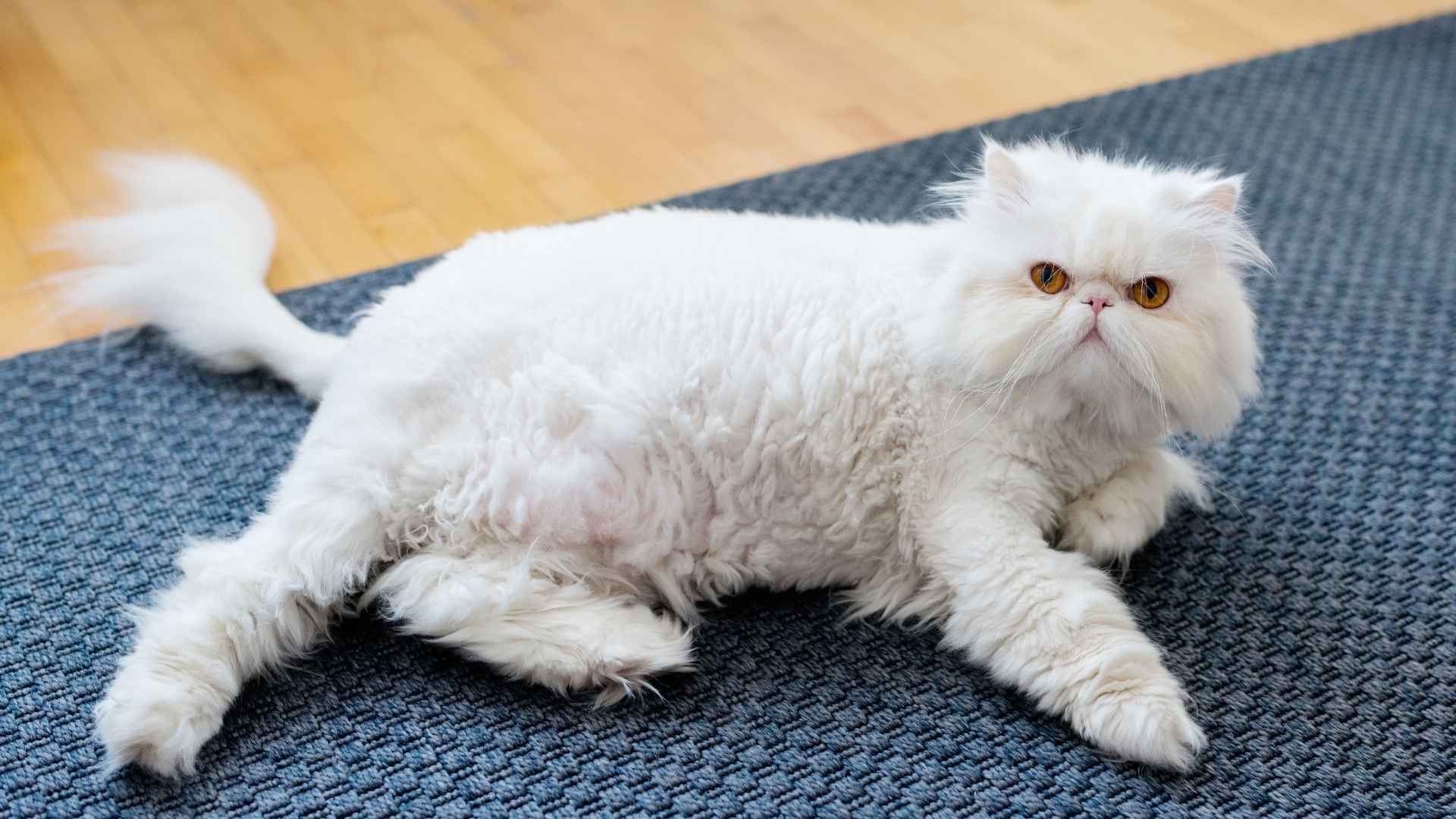 9 Most Fluffy Cats in the World That Will Steal Your Heart