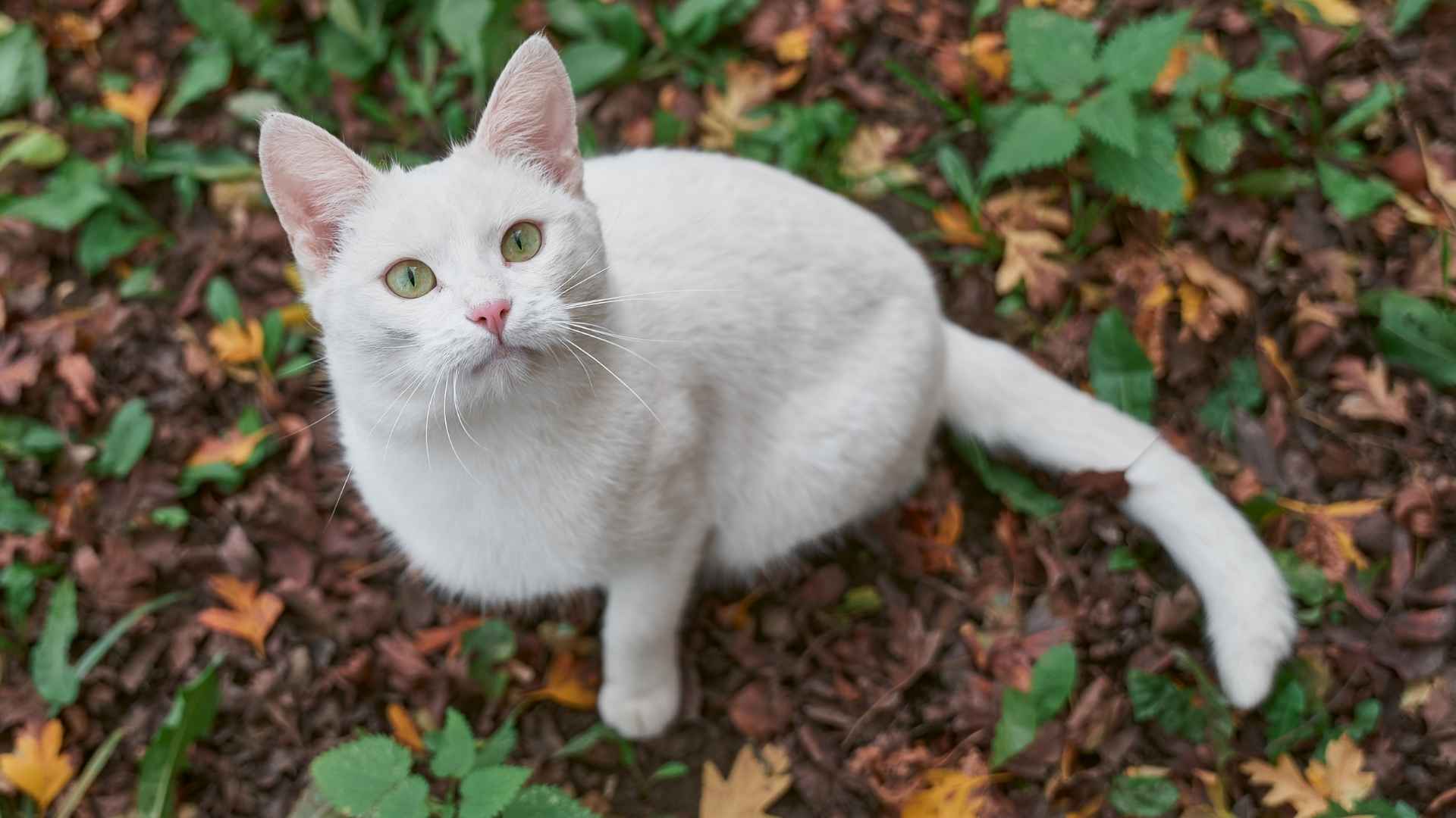 9 Most Gorgeous Cat Breeds That Are White You’ll Instantly Love