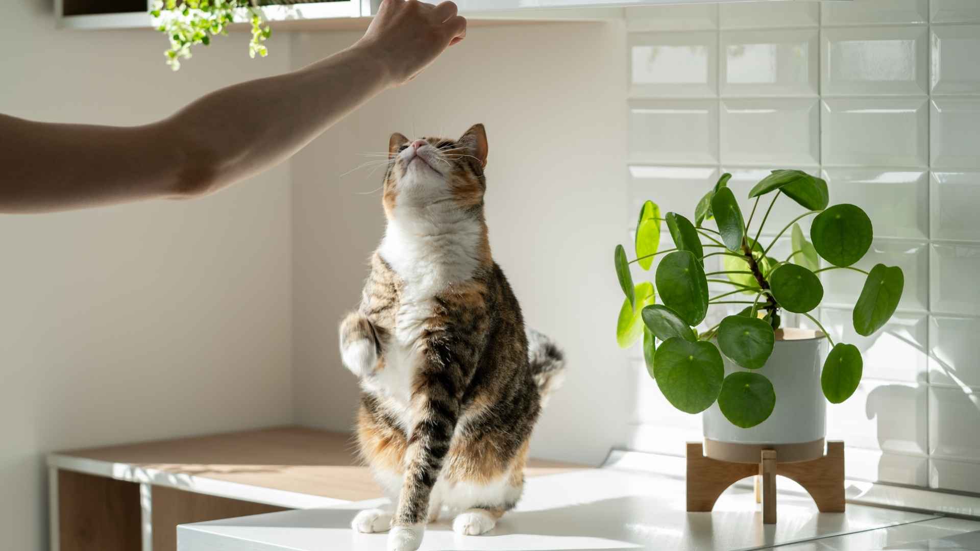 9 Most Hyperactive Cat Breeds for Playful Owners