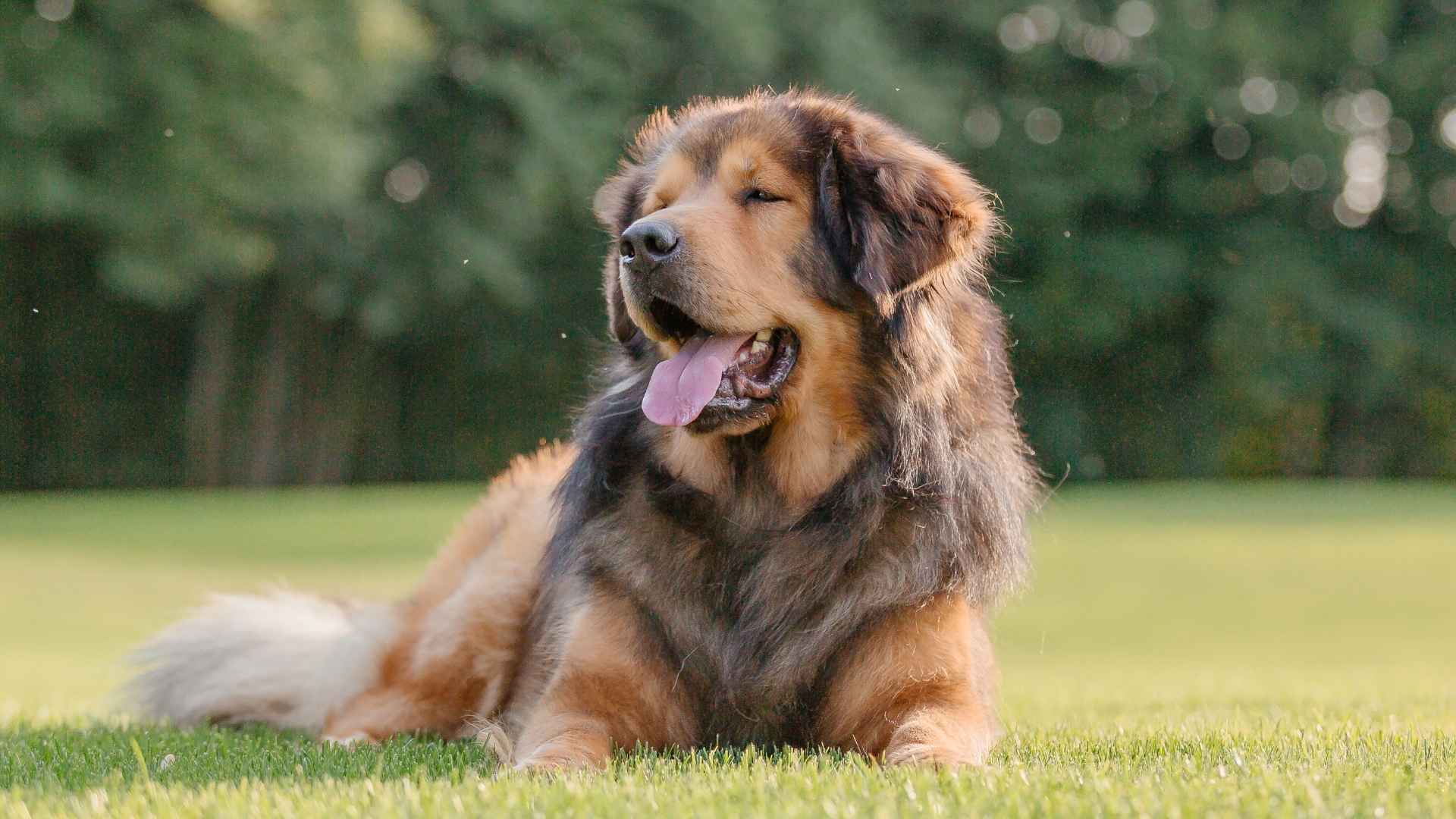 9 Most Independent-Minded Dog Breeds That Thrive on Their Own Terms