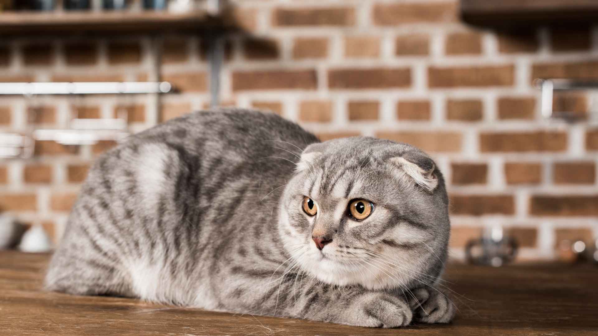 7 Adorable Cat Breeds with Curled Ears