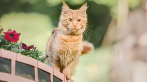 9 Most Royal Cat Breeds That Were Treasured By Nobility