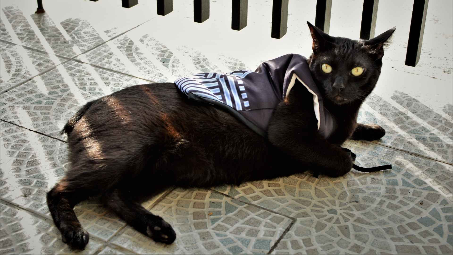 9 Most Scary Looking Cat Breeds That Will Fascinate You