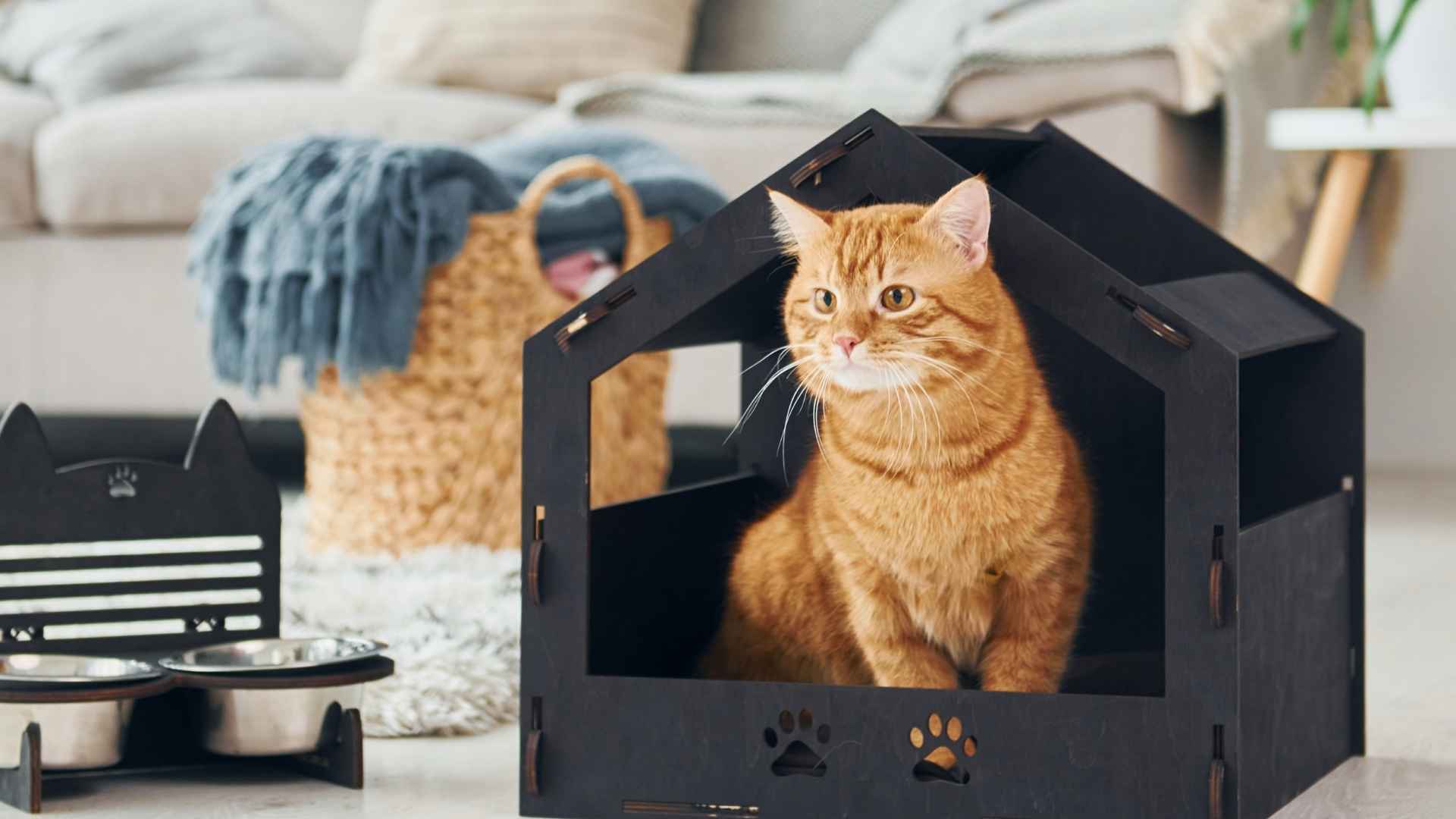 9 Quietest Cat Breeds Perfect for Peaceful Homes