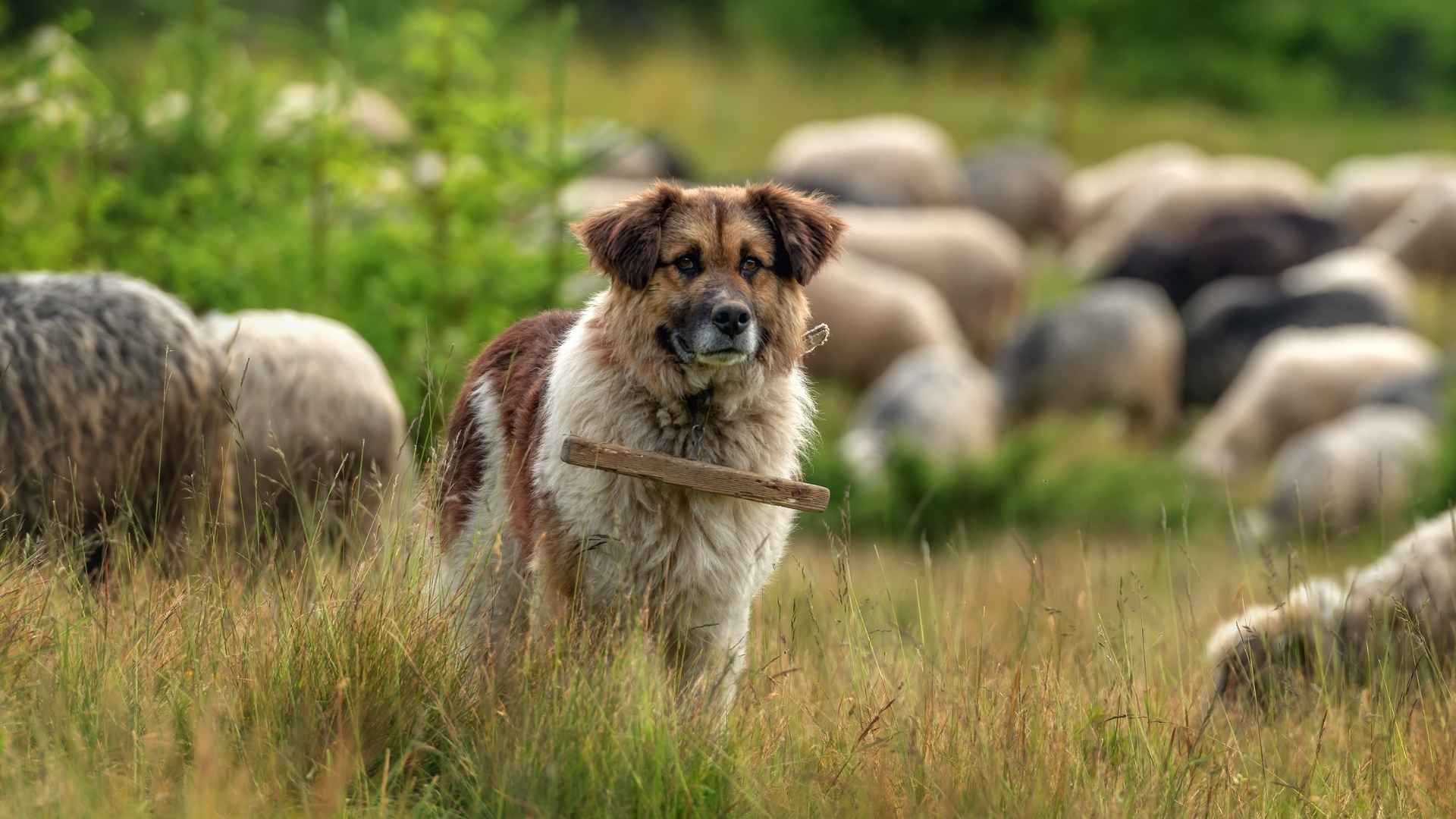 9 Reliable Working Dog Breeds for Strength & Obedience