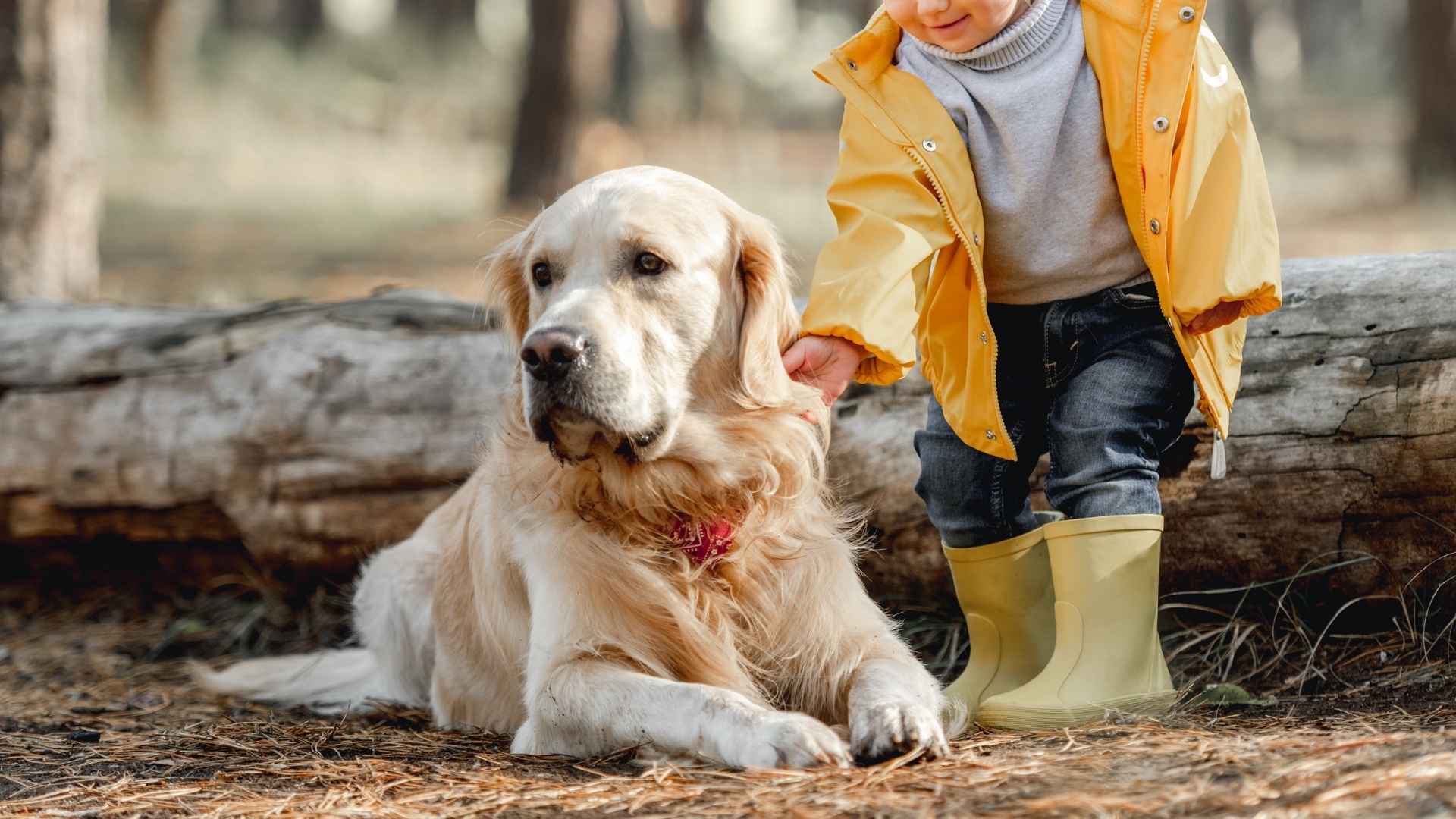 9 Smartest Family Dog Breeds Your Kids Will Love