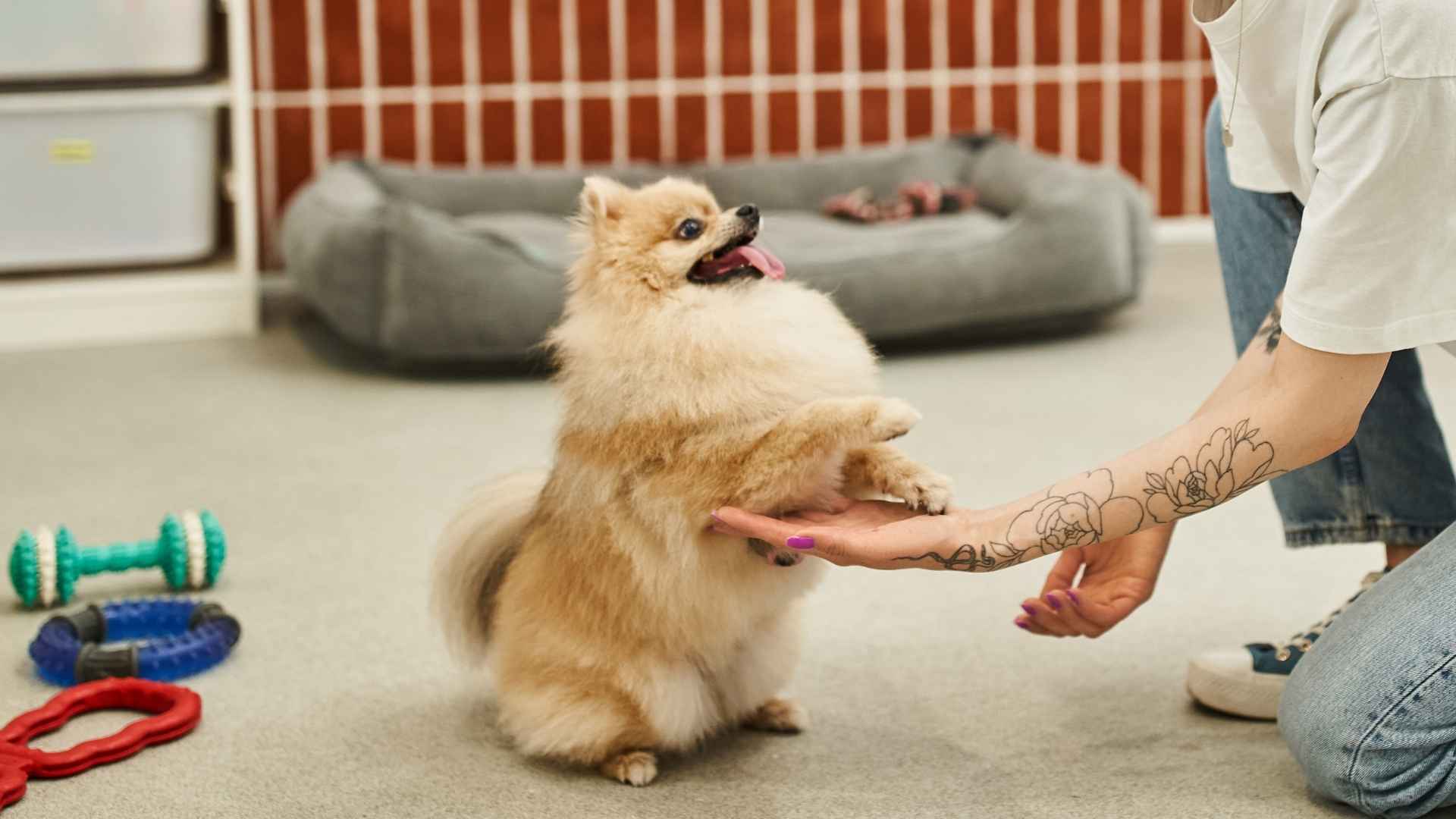 9 Smartest Mini Dog Breeds for Easy Training and Care