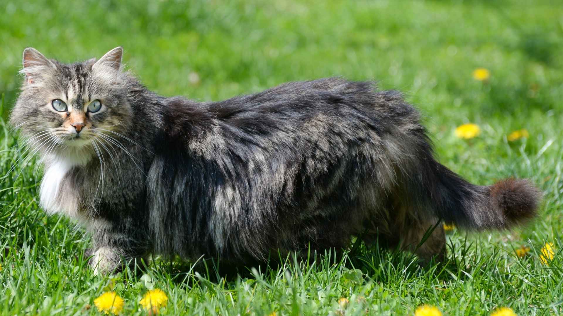 9 Softest Cat Breeds That Are Fluffy and Perfect for Cuddles